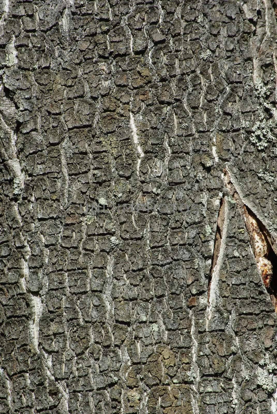 Old aged birch tree bark texture background