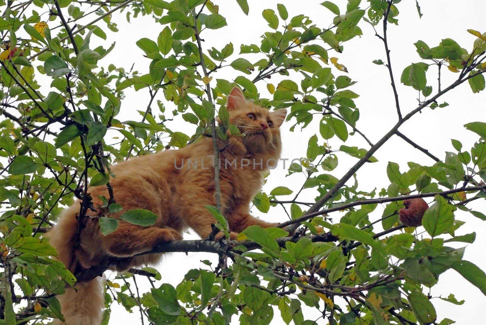 Cat On The Tree by Vitamin