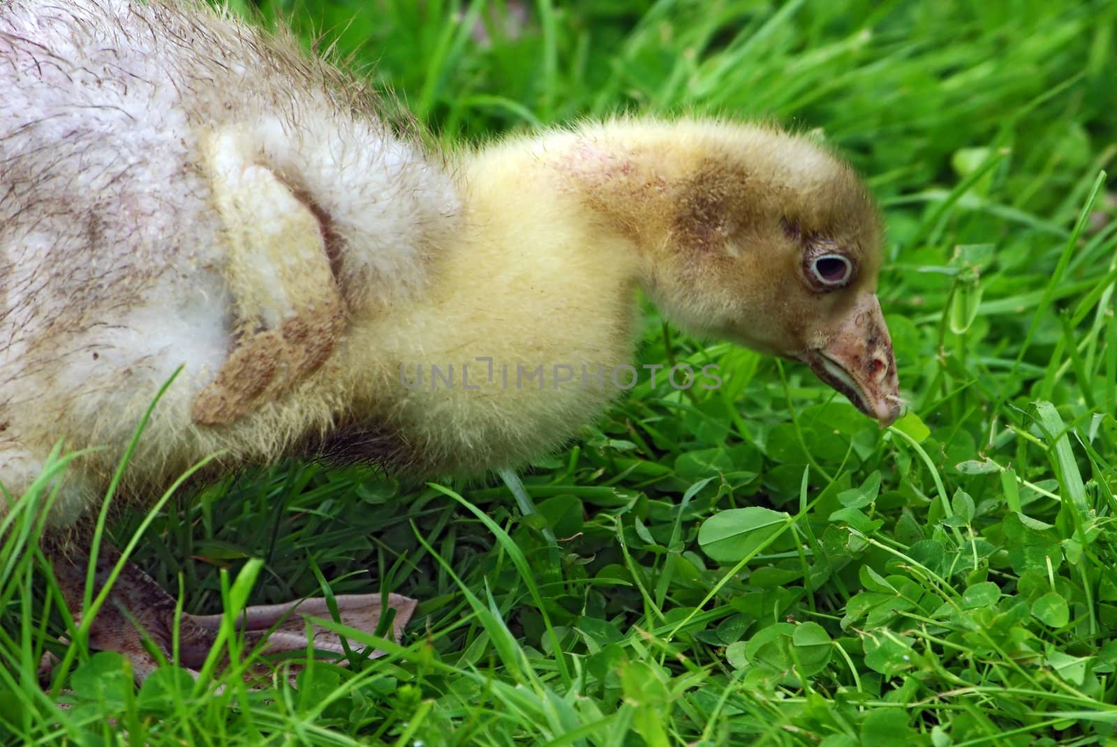 Walking ducklings and goslings by Vitamin