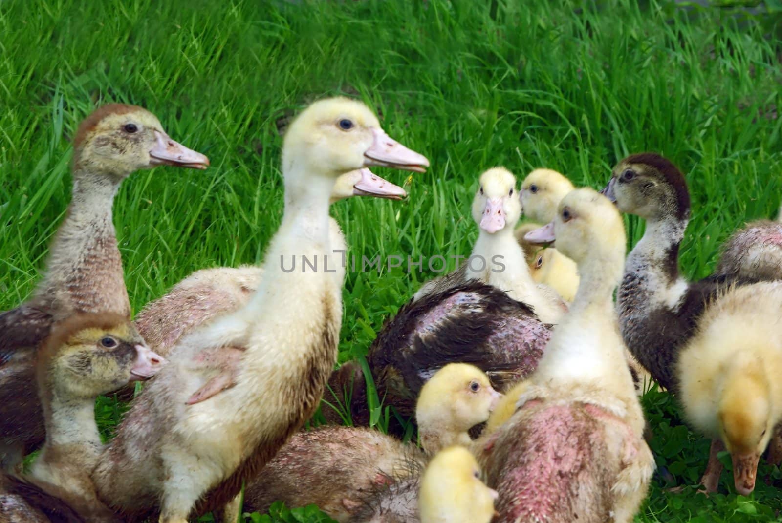  Ducklings and goslings walking on the fresh green lawn