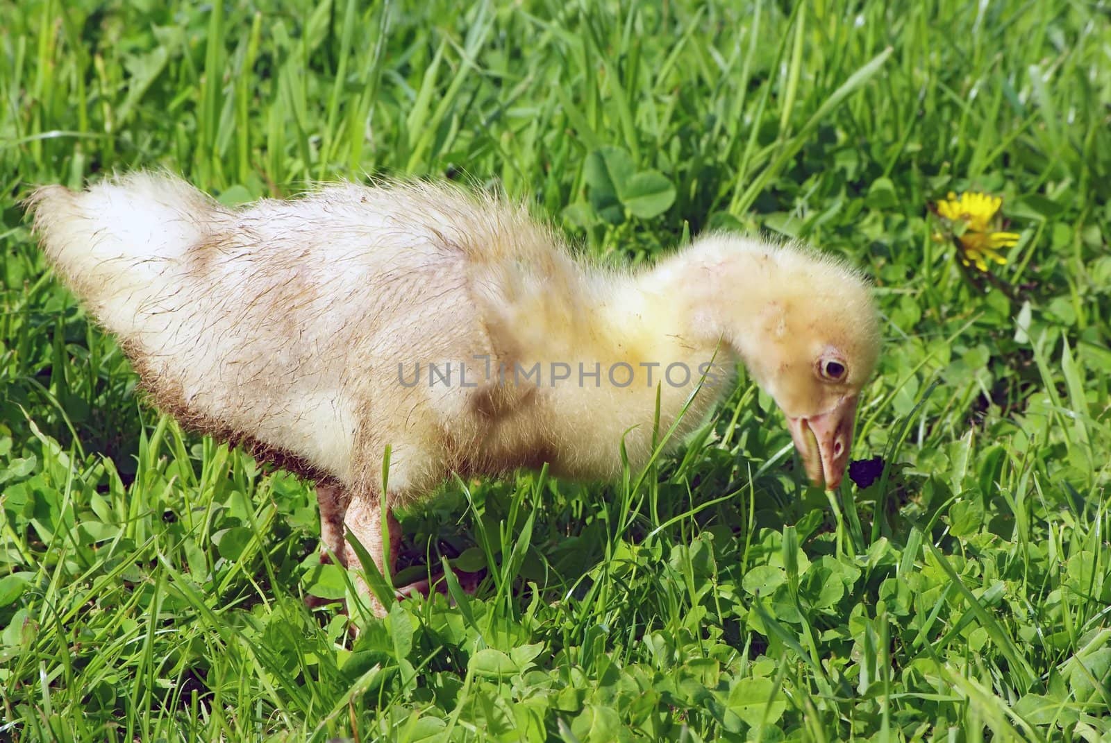  Ducklings and goslings walking on the fresh green lawn