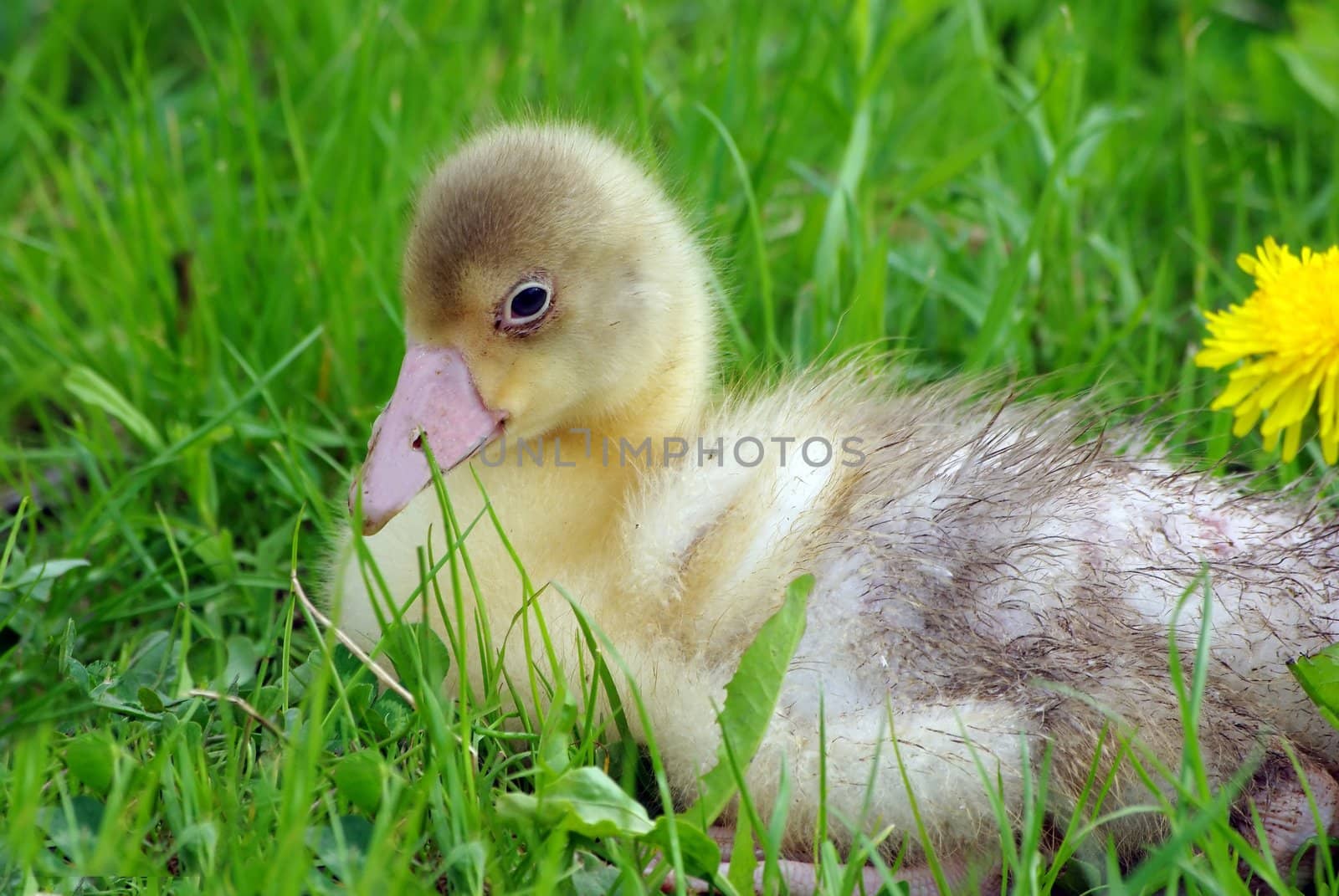 Walking ducklings and goslings by Vitamin