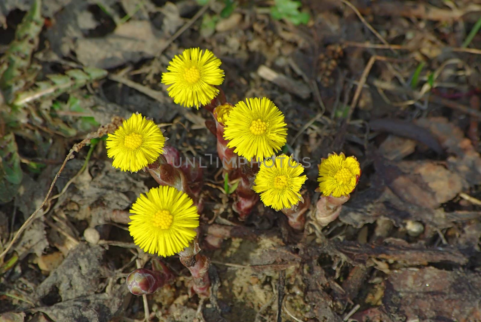 Coltsfoot flowers  in the spring growing thru old foliage