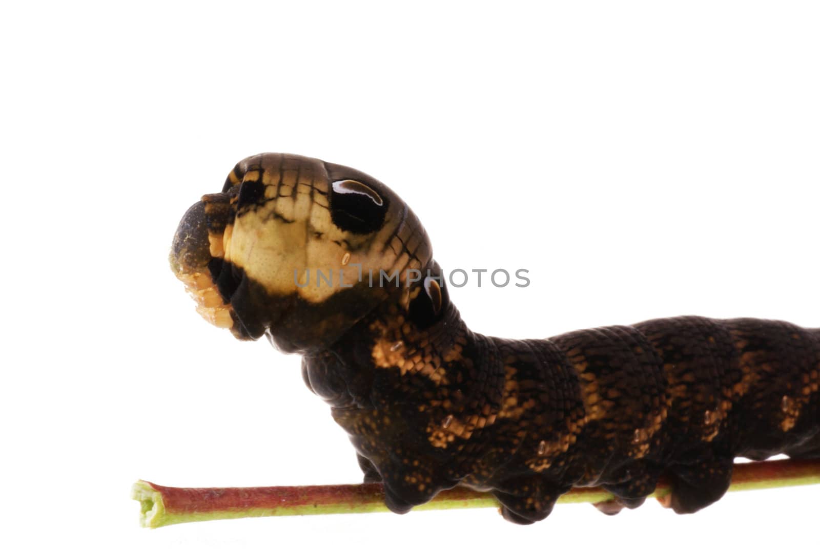 A so called elephant hawk moth catarpillar isolated on white.