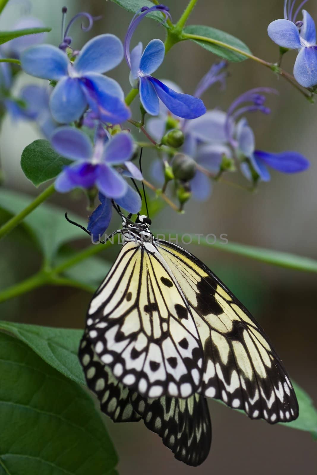 Paper Kite Butterfly on blue Clerodendrum by Colette