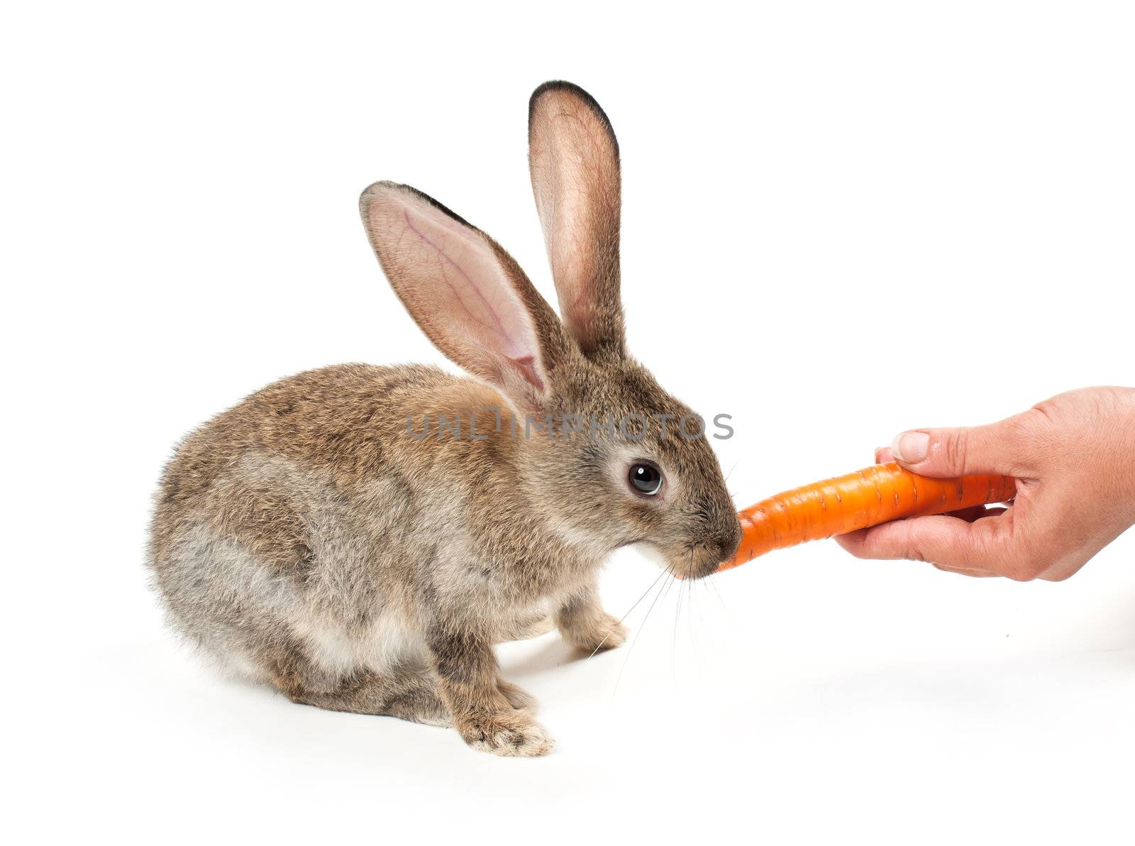 Happy New Year of rabbit isolated on a white background