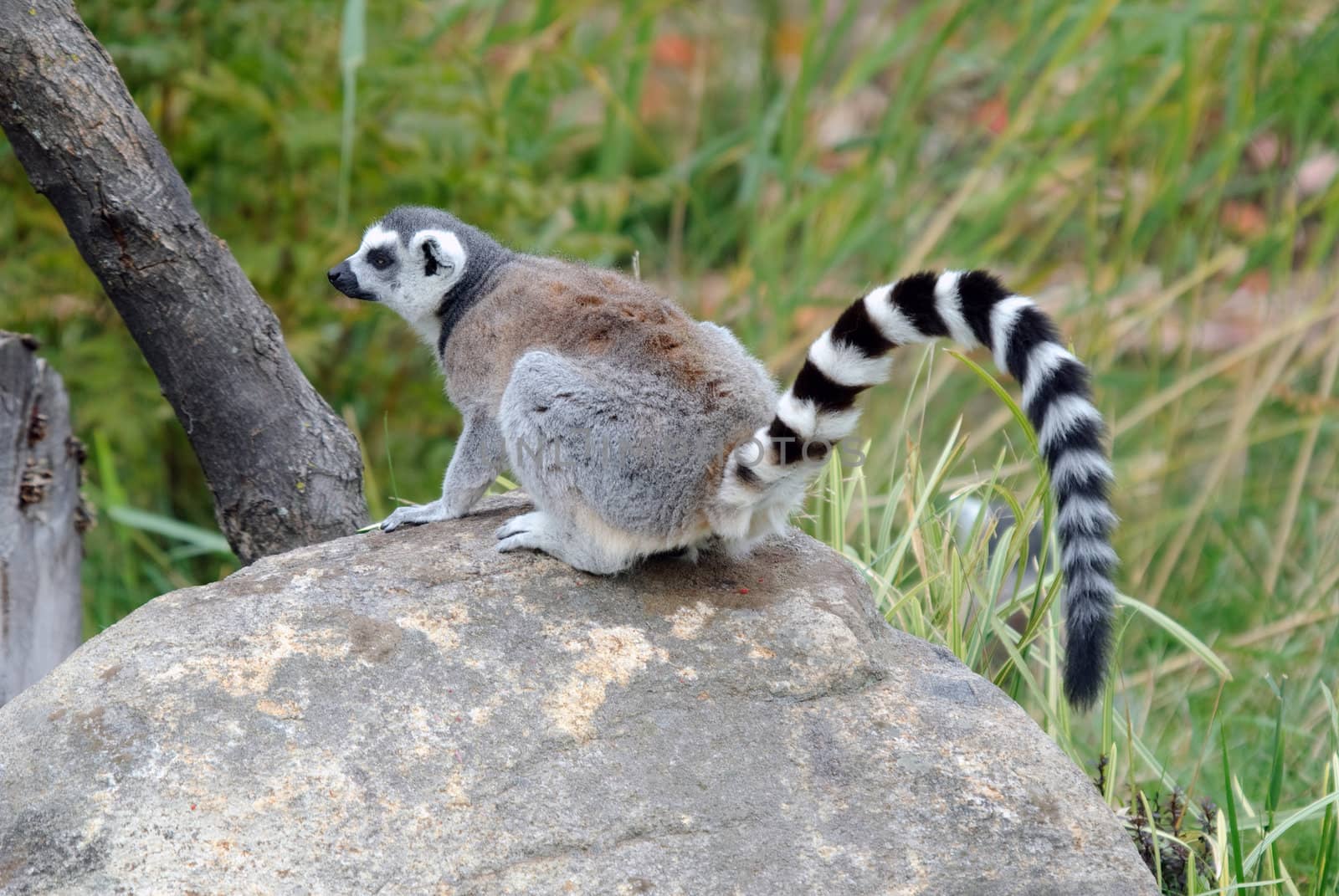 Picture of a beautiful Ring-tailed Lemur from Madagascar