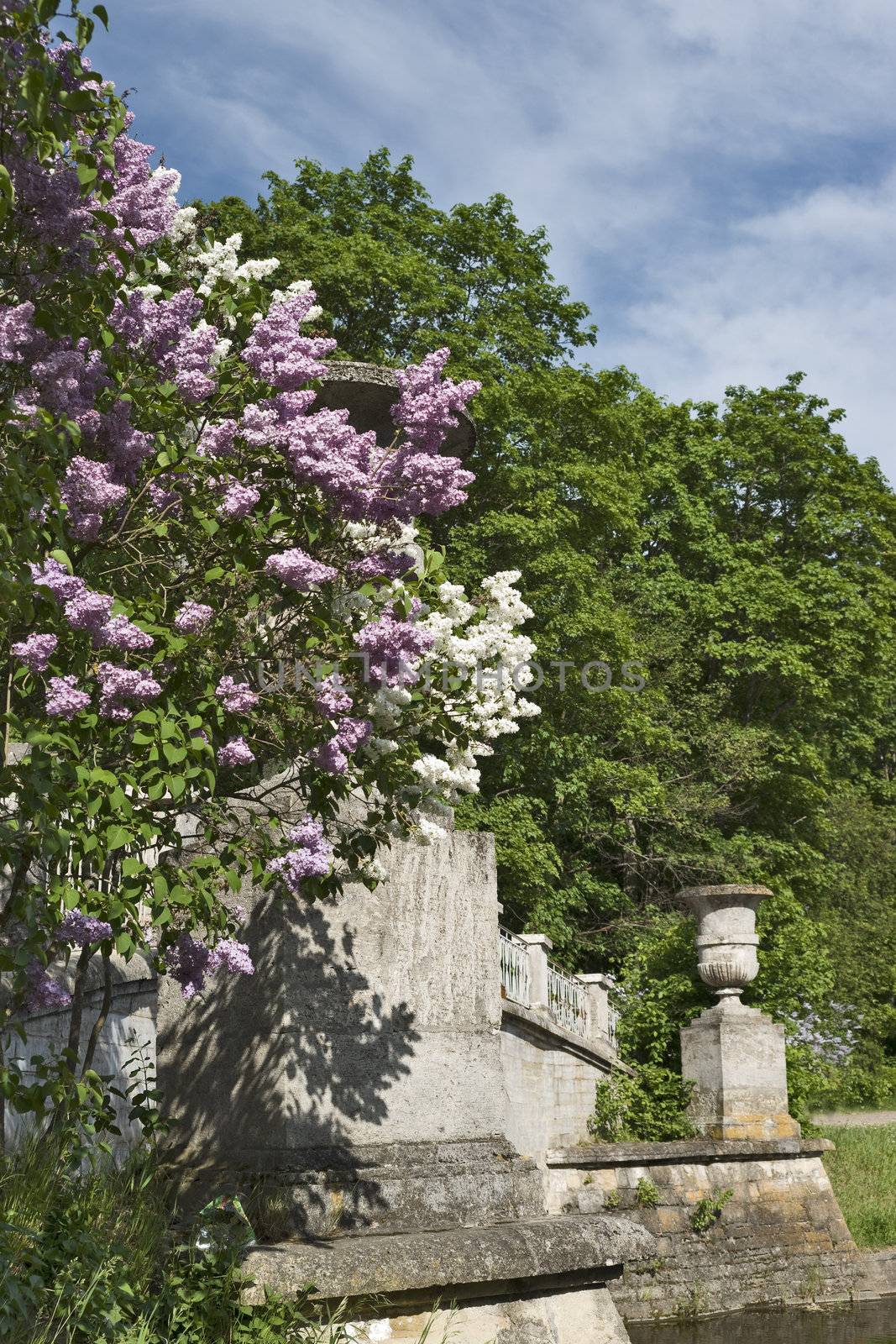 Blossoming lilac and ancient buiding in the park