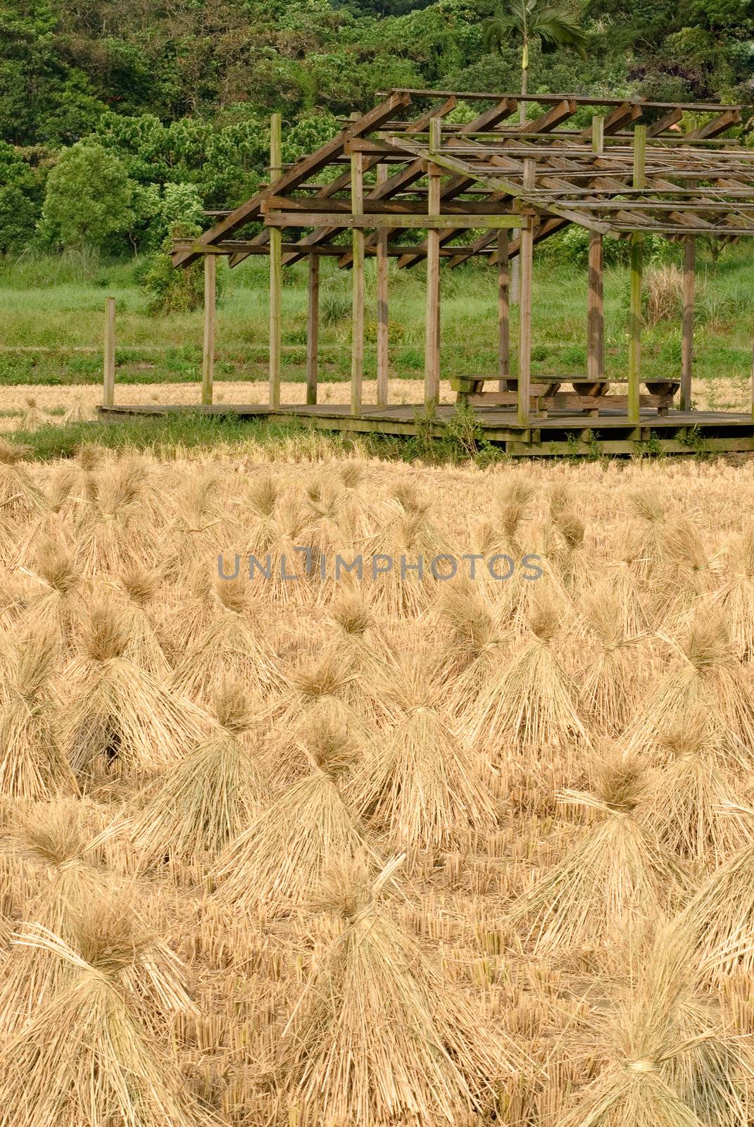 Here are the rice after harvest in Taiwan.