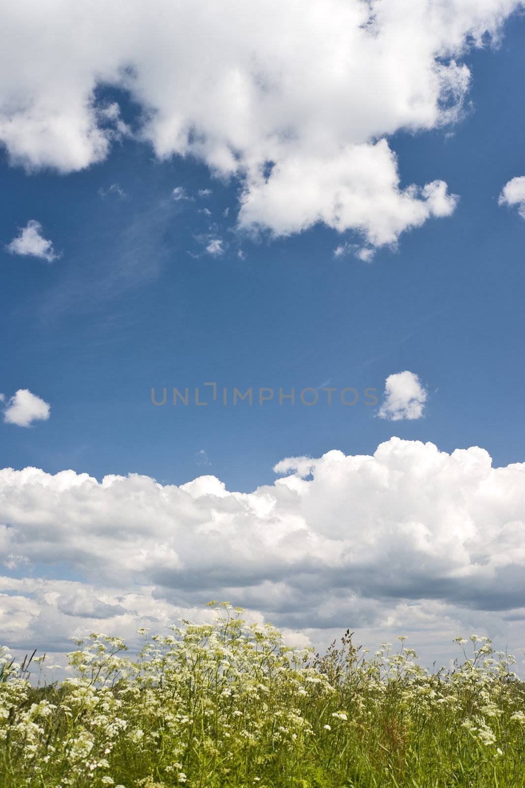 Field of feral flowers and picturesque blue sky with white clouds 