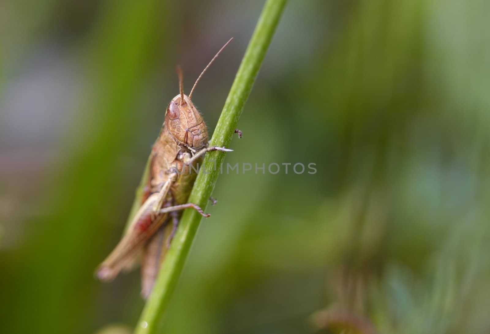 Grasshopper on the blade of grass