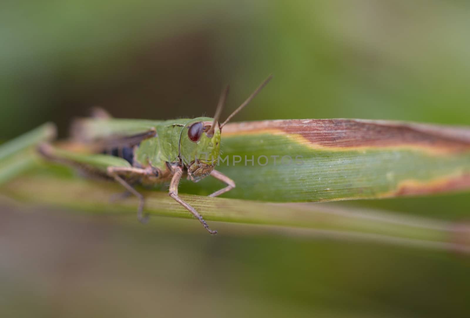 Grasshopper on the grass by Nikonas