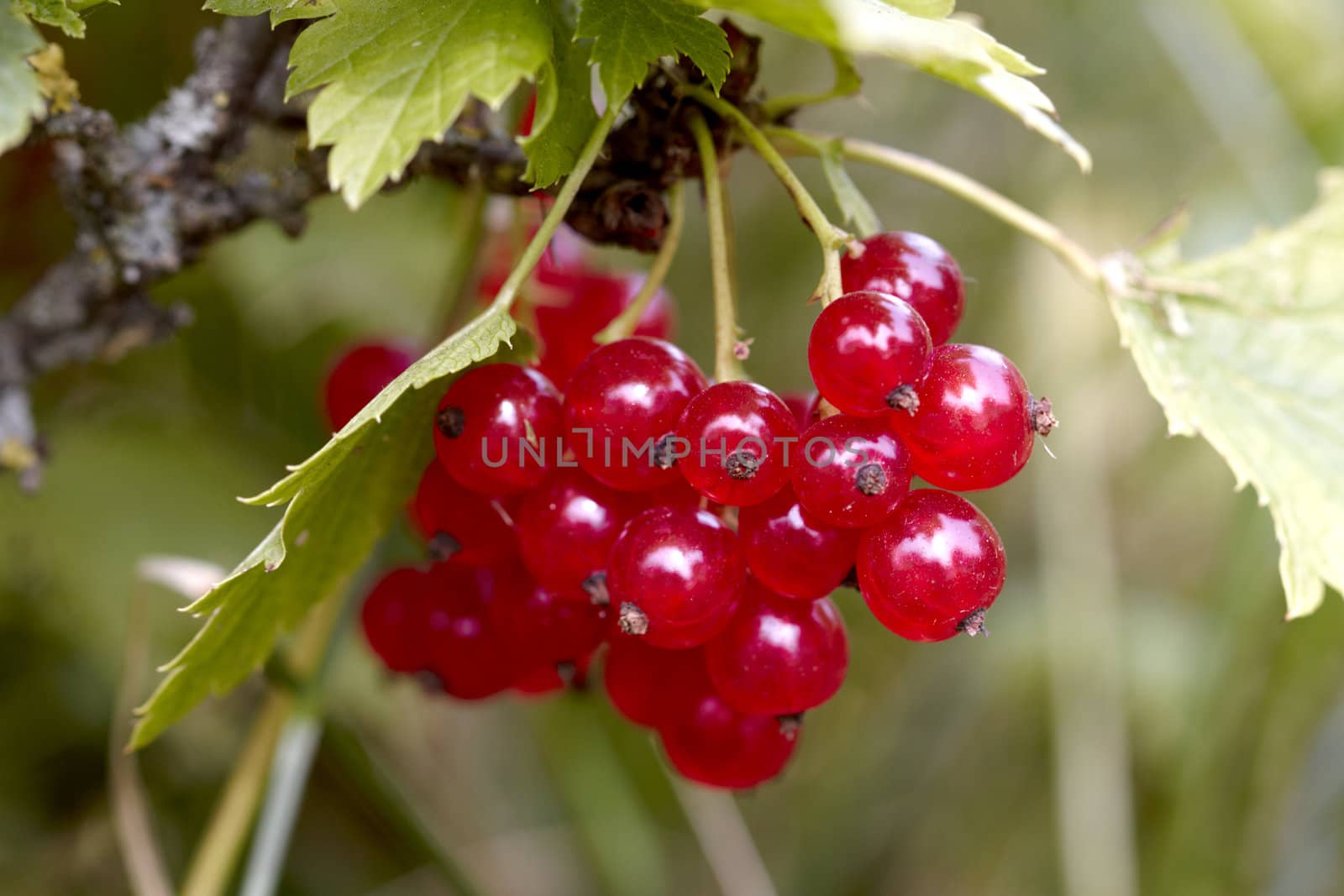 Red currant (close-up) a sunny afternoon