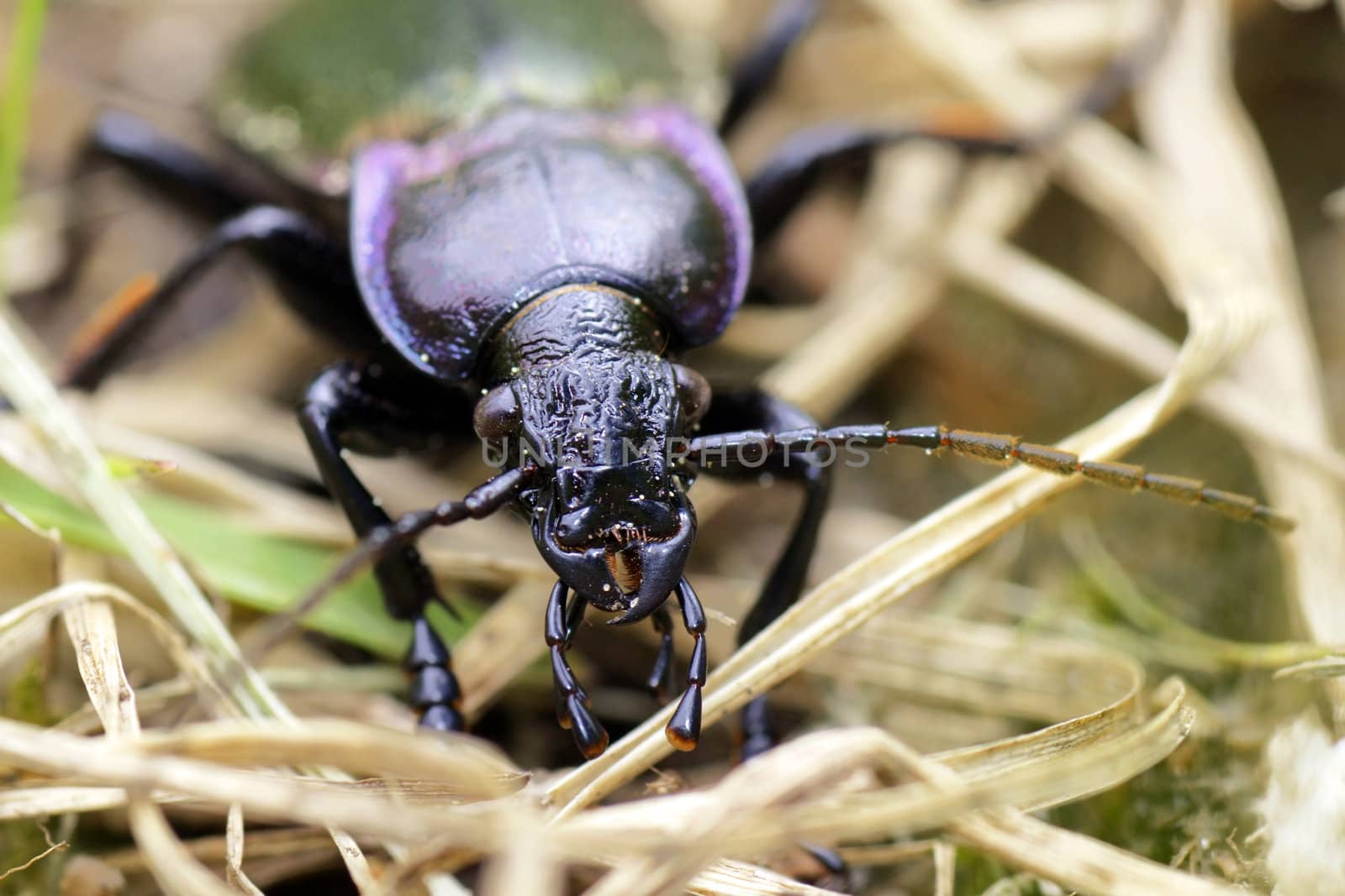 Lurking among the grass, a predato:r the purple-rimmed ground beetle, Carabus nemoralis, great details of the insect face and madibule.