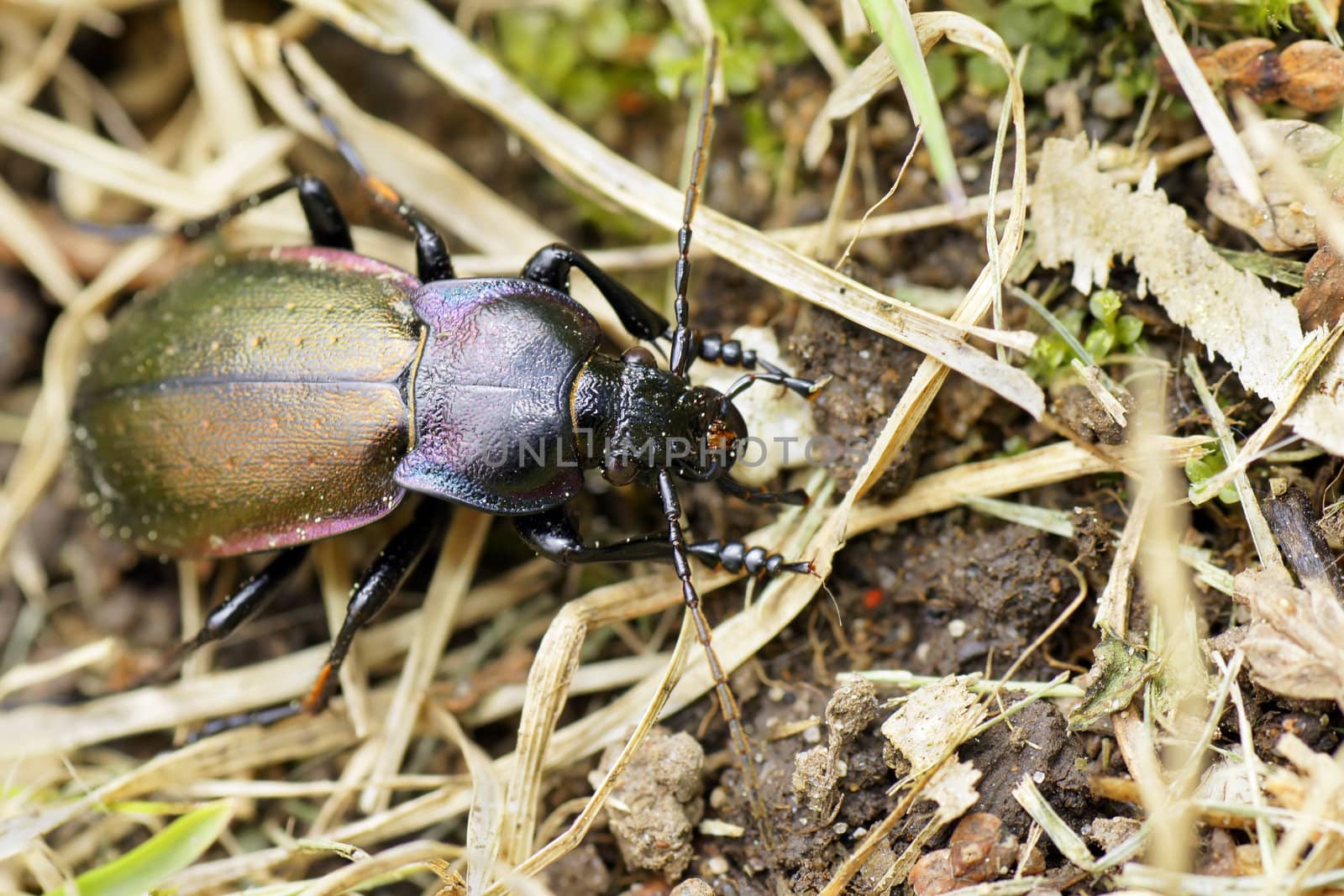 Purple-rimmed carabus beetle top view by Mirage3