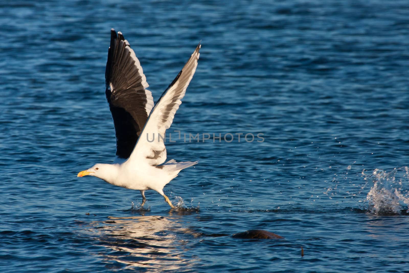 Pacific gull walking on water