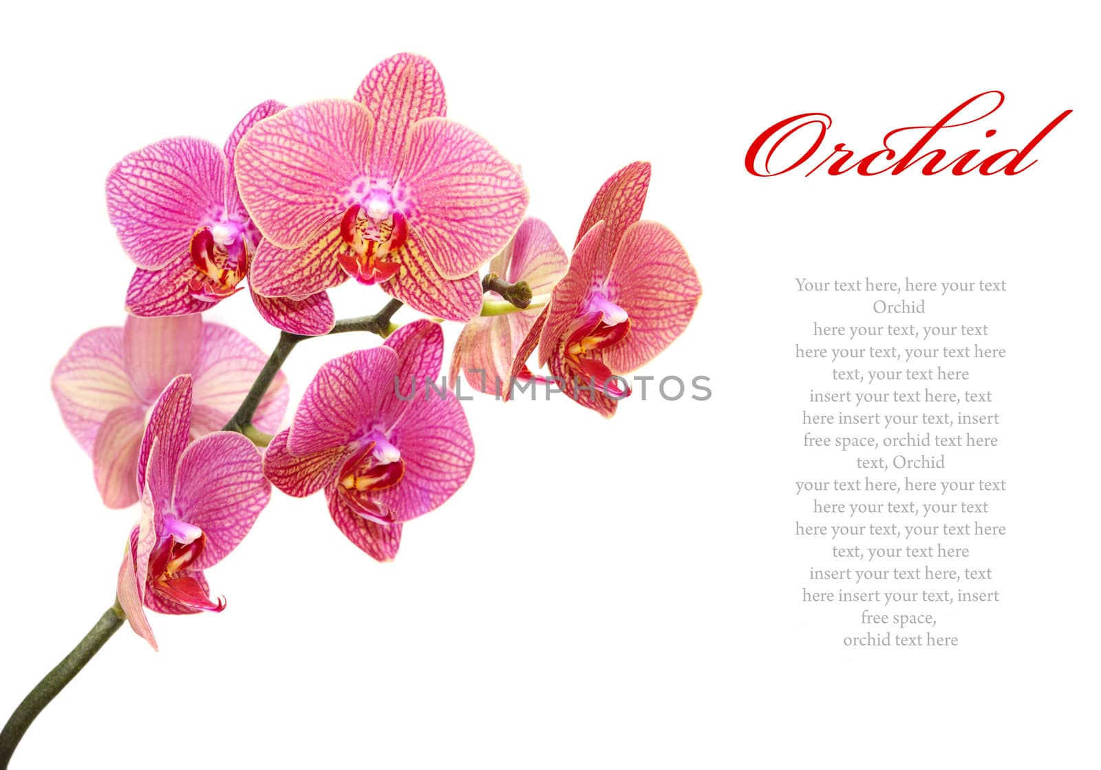 Beautiful pink orchid isolated on white background (with sample text)