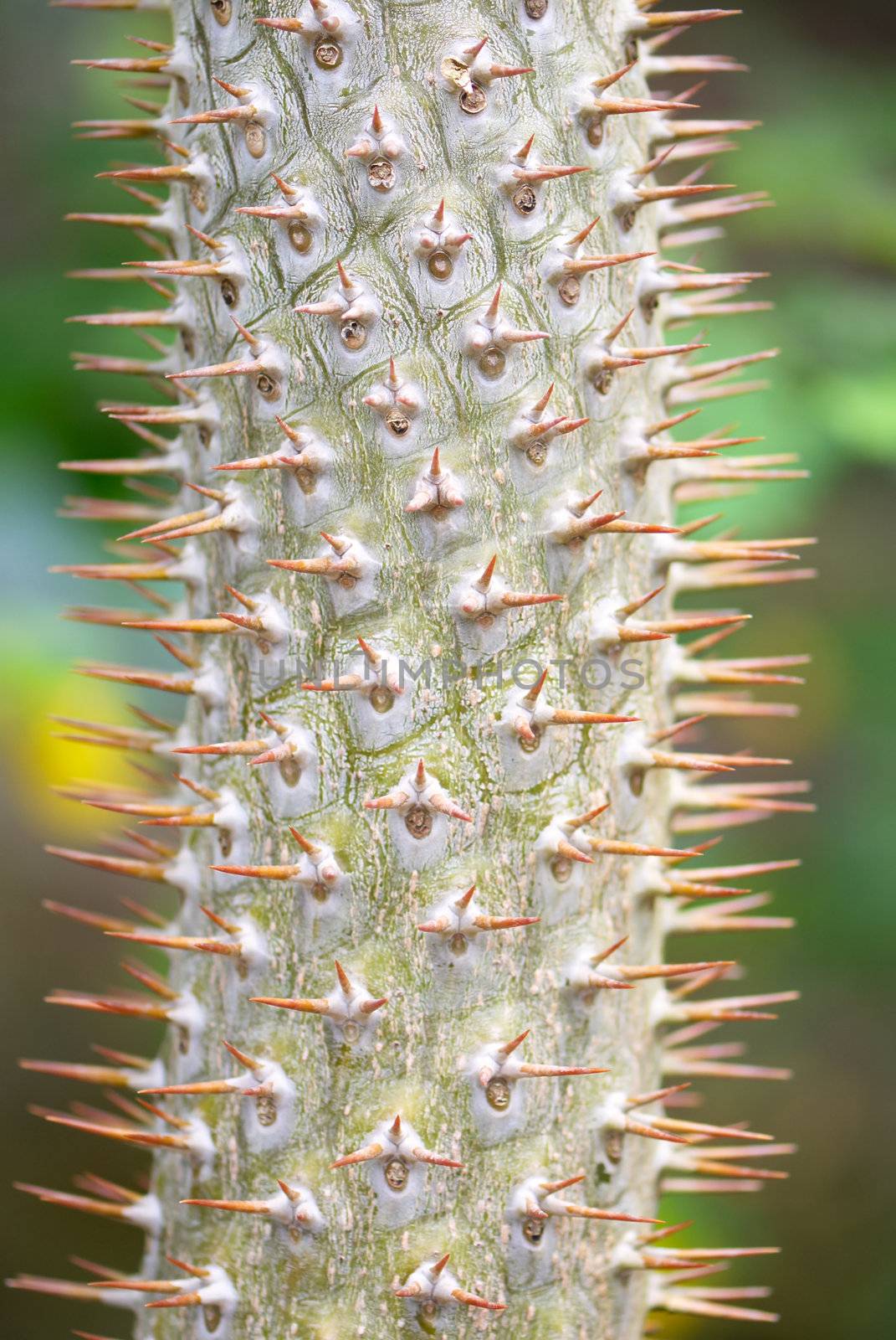 A closeup of a thorny madagaskar cactus (Pachypodium lamerei)