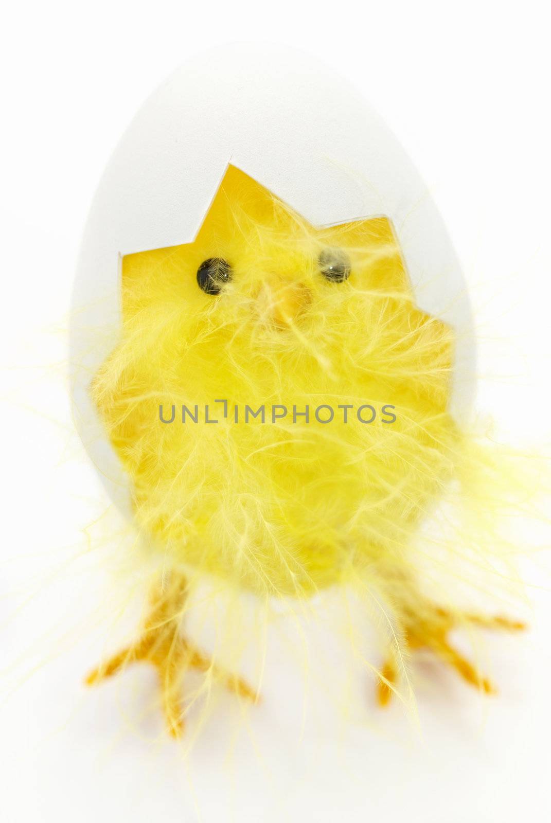 Chicken coming out of a white egg. Easter decoration isolated on white background