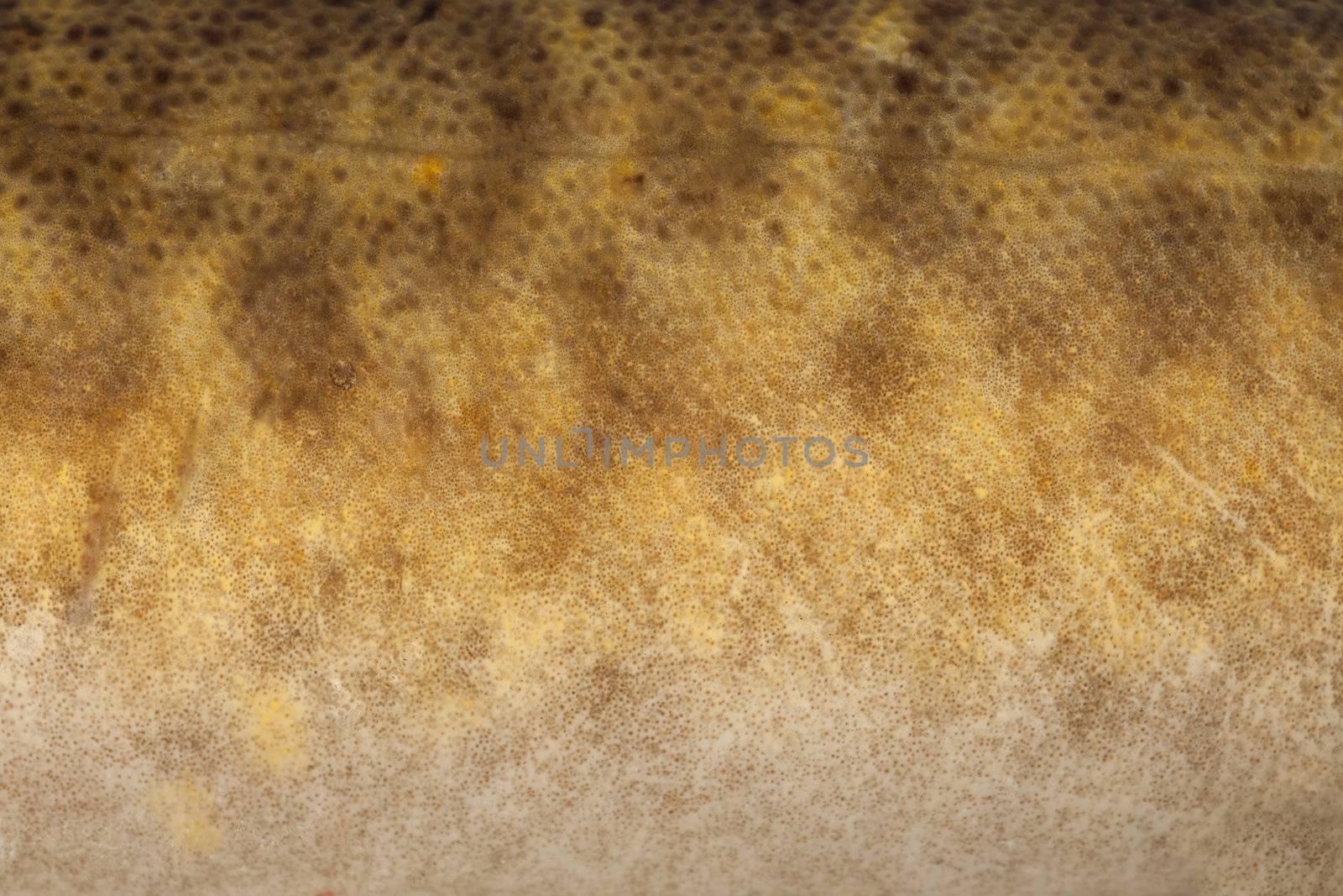 Burbot (Lota lota) skin close-up by PiLens