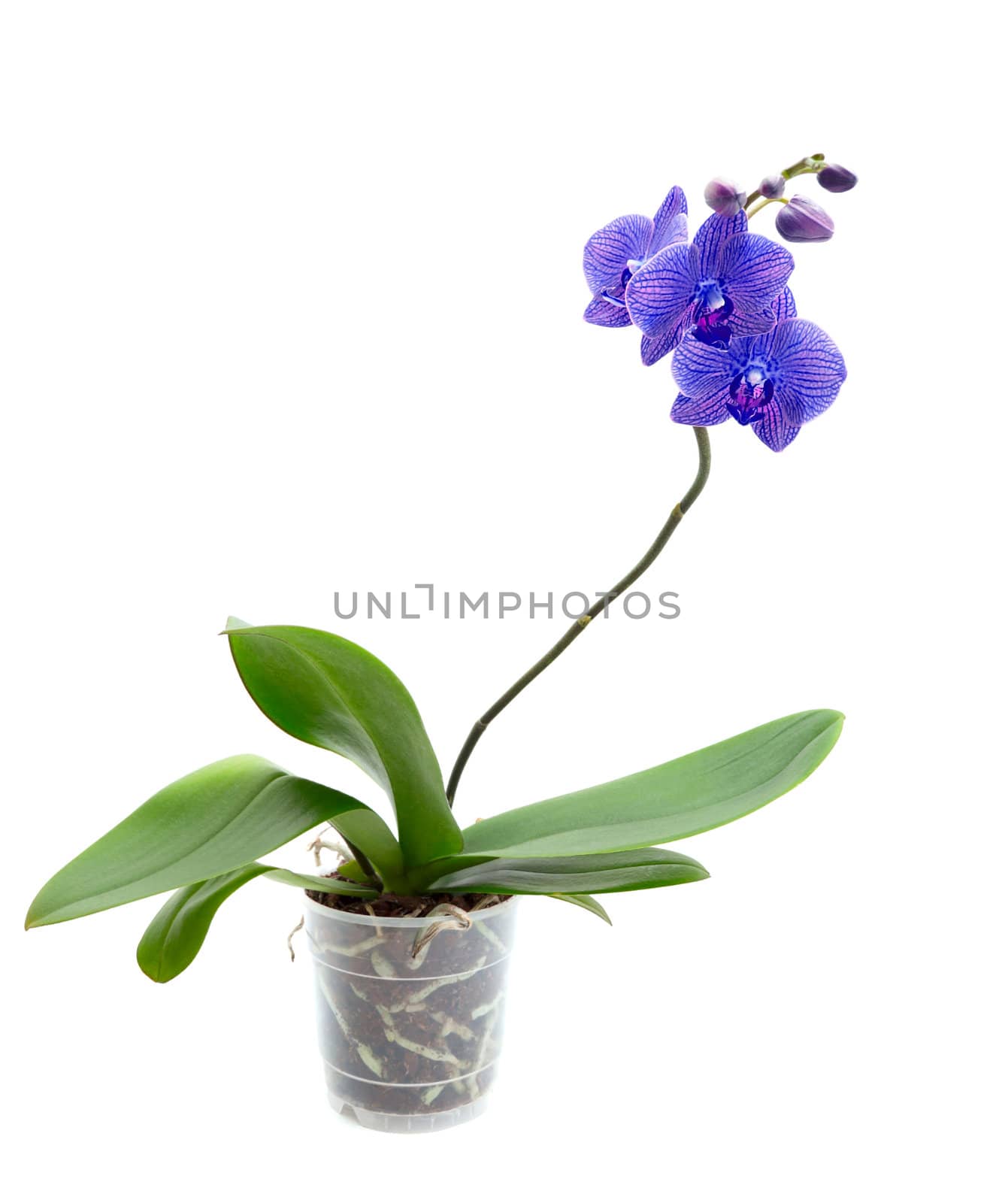 Blue  orchid isolated on white background