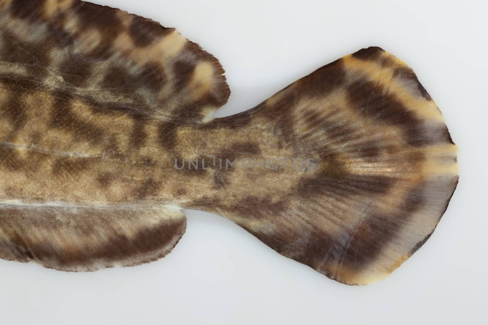 Camouflaged tail flipper of freshwater fish burbot (Lota lota) isolated on white