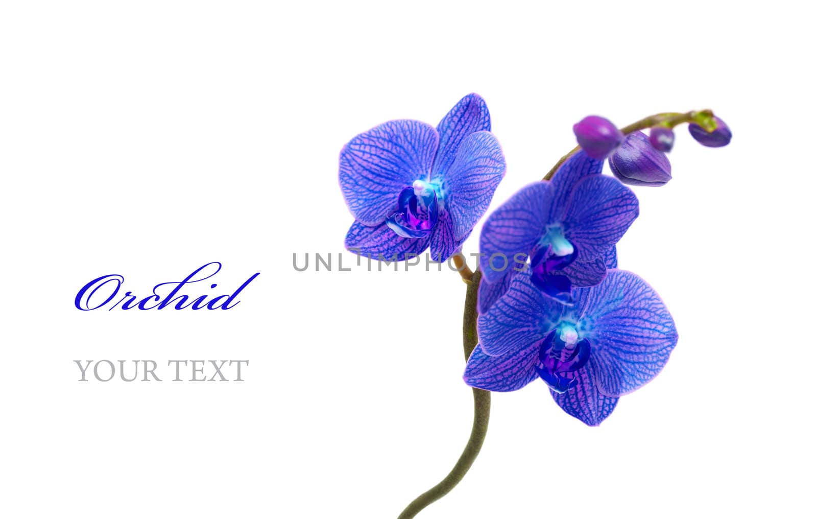 Blue orchid by Olinkau