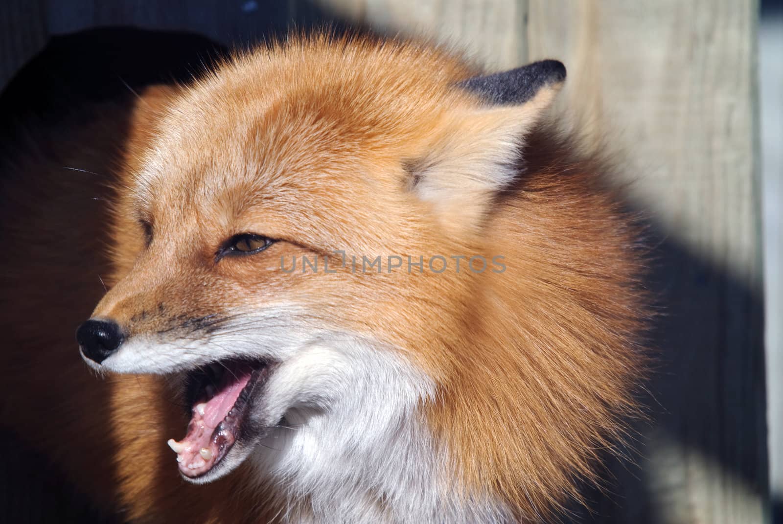 Close-up portrait of a beautiful wild Red Fox