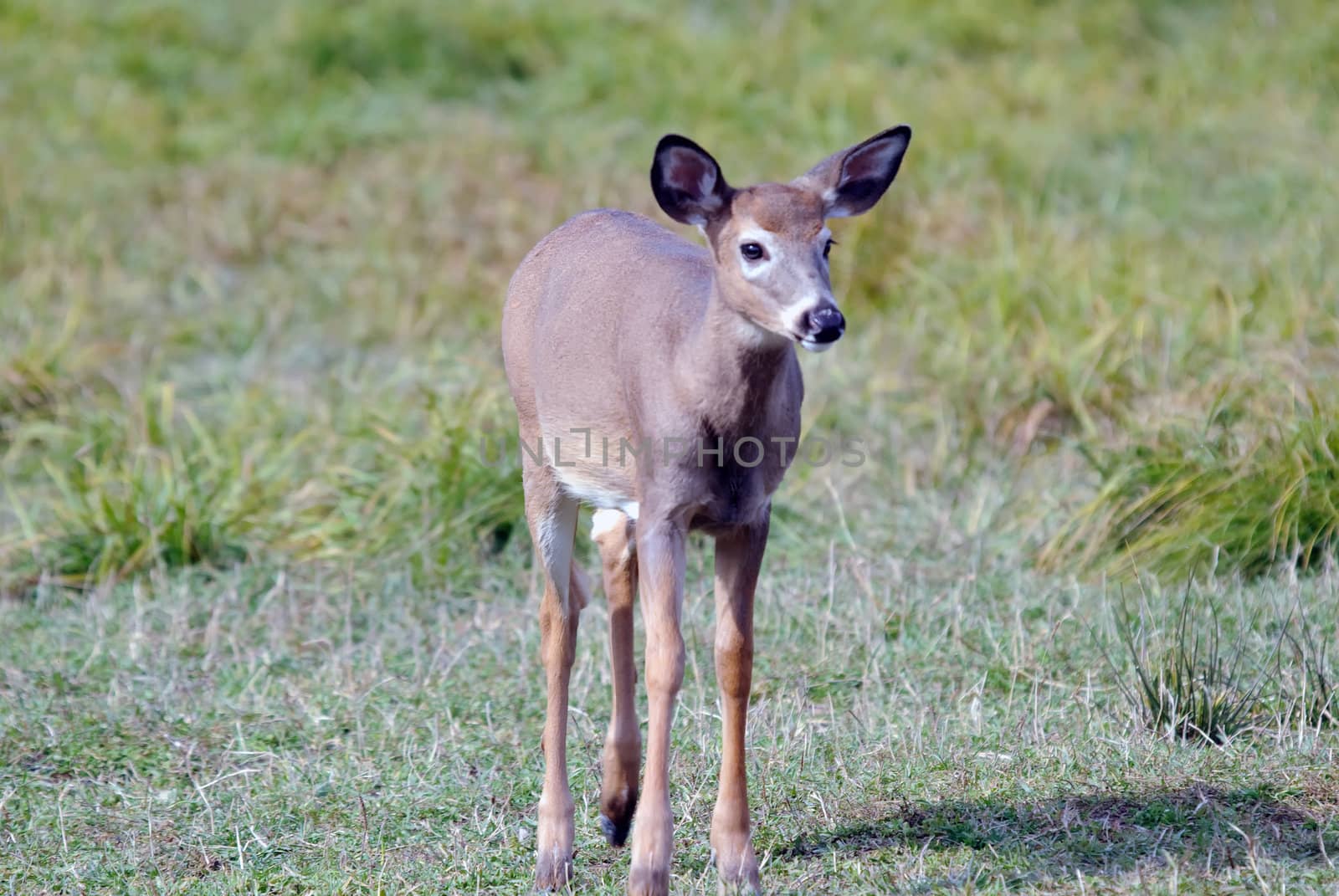 A young whitetail deer walking in a field