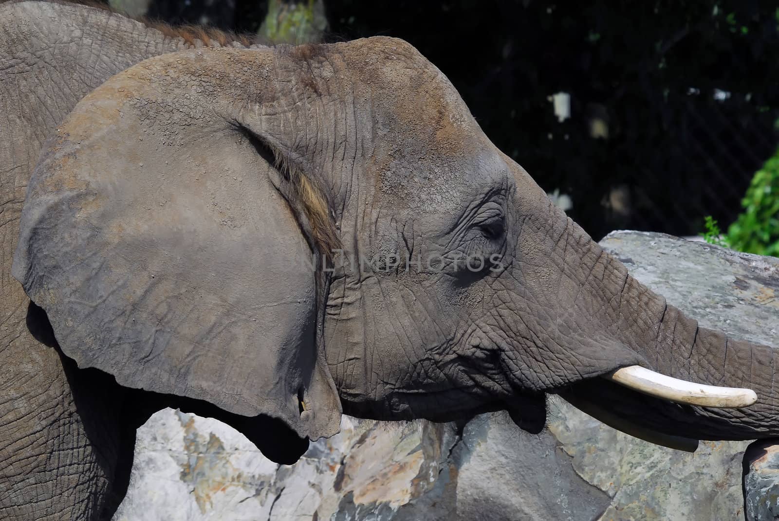 Close-up portrait of a big African elephant