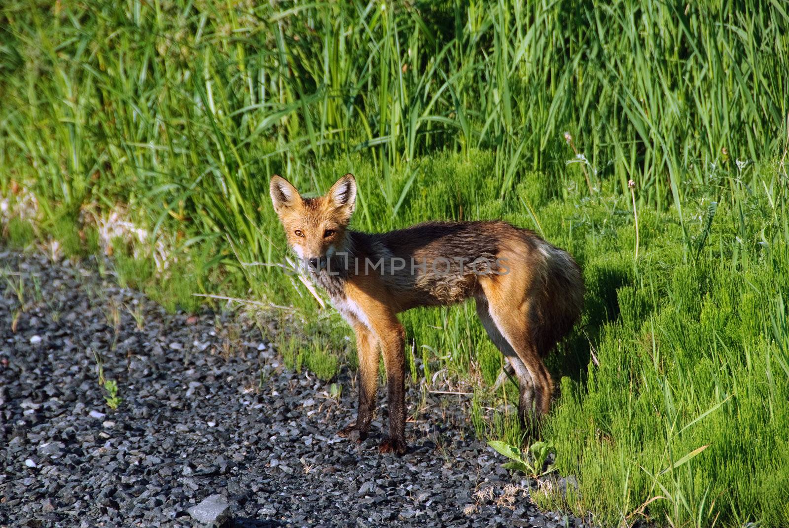Picture of a skinny Red Fox on the side of the road