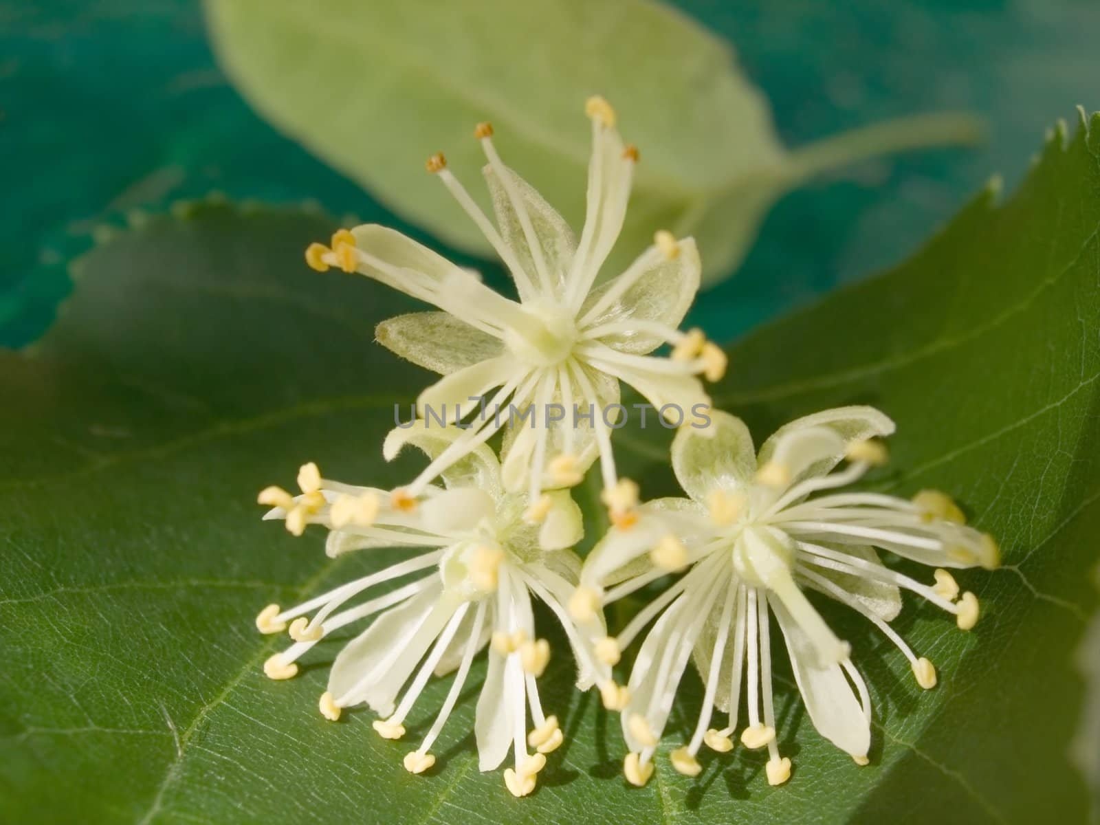 Flowers of a linden