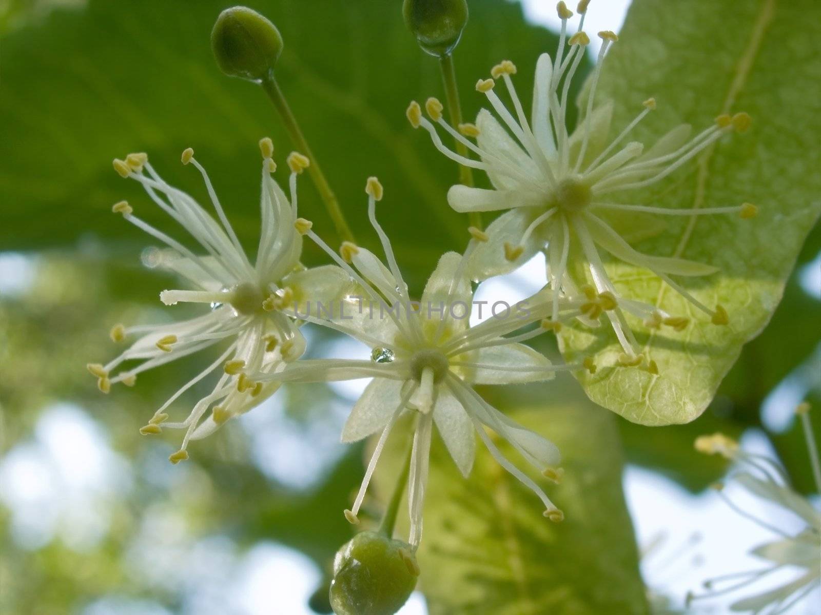 Flowers of a linden