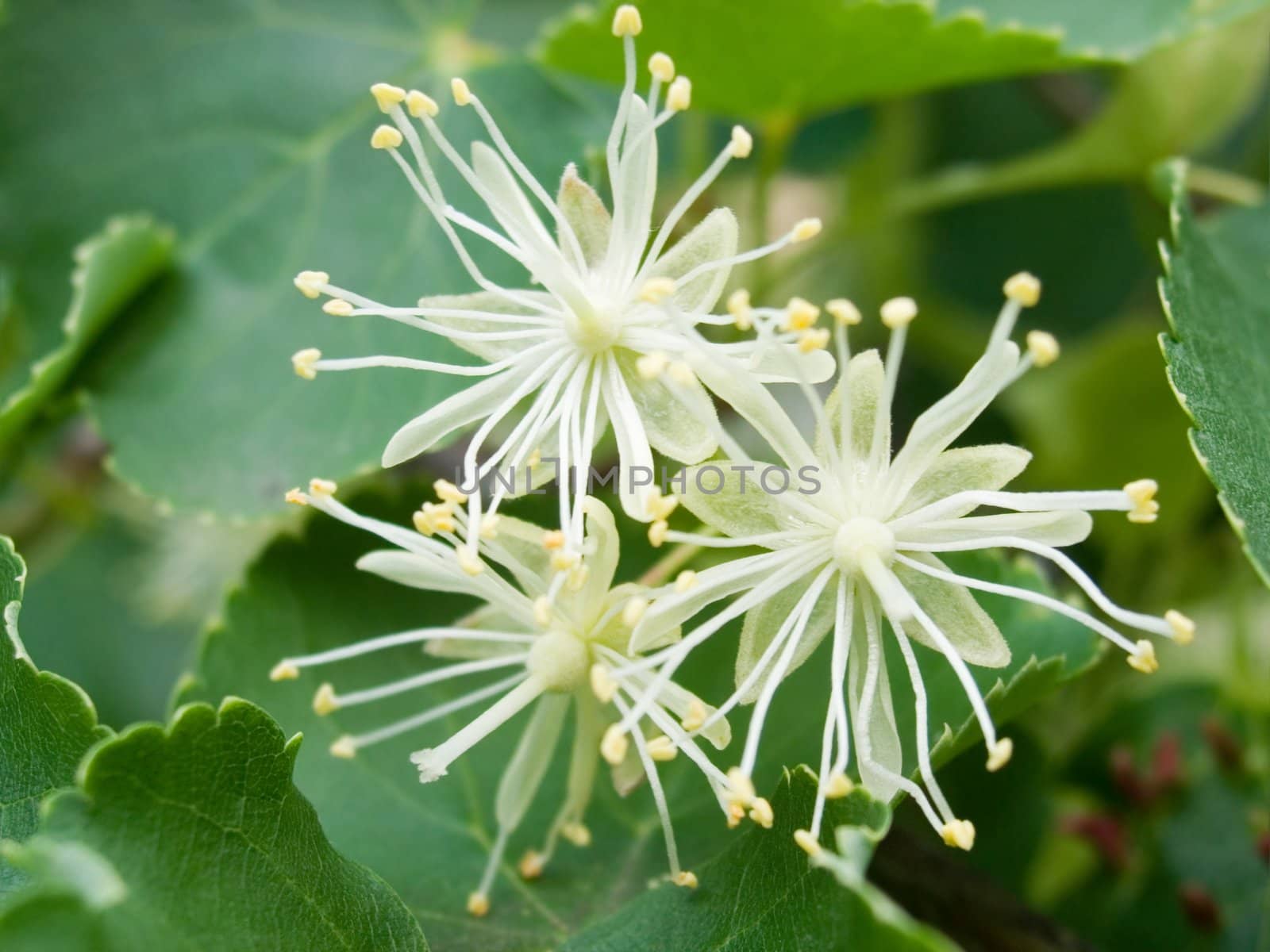 Flowers of a linden by gaev