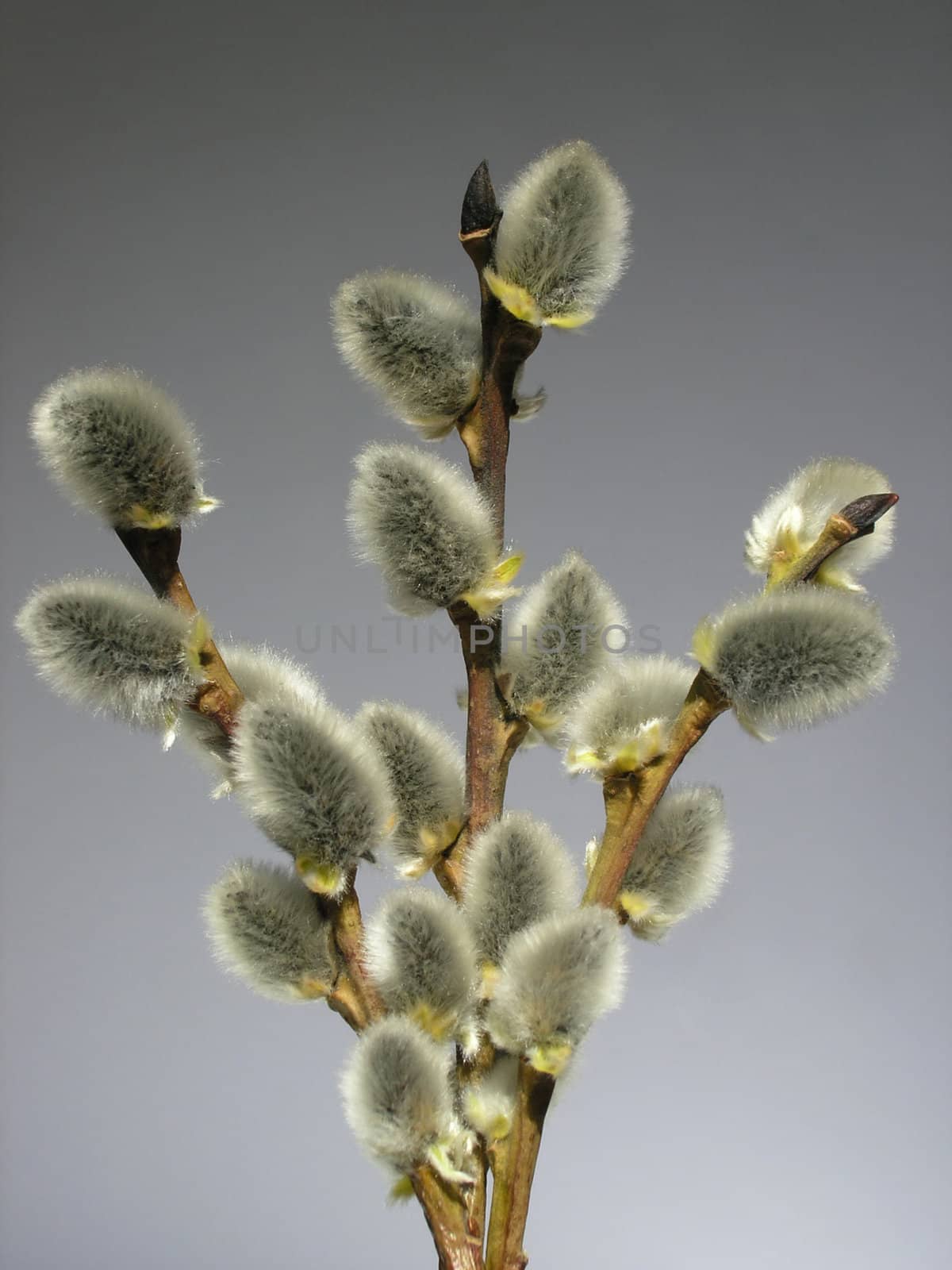 Branches of a willow