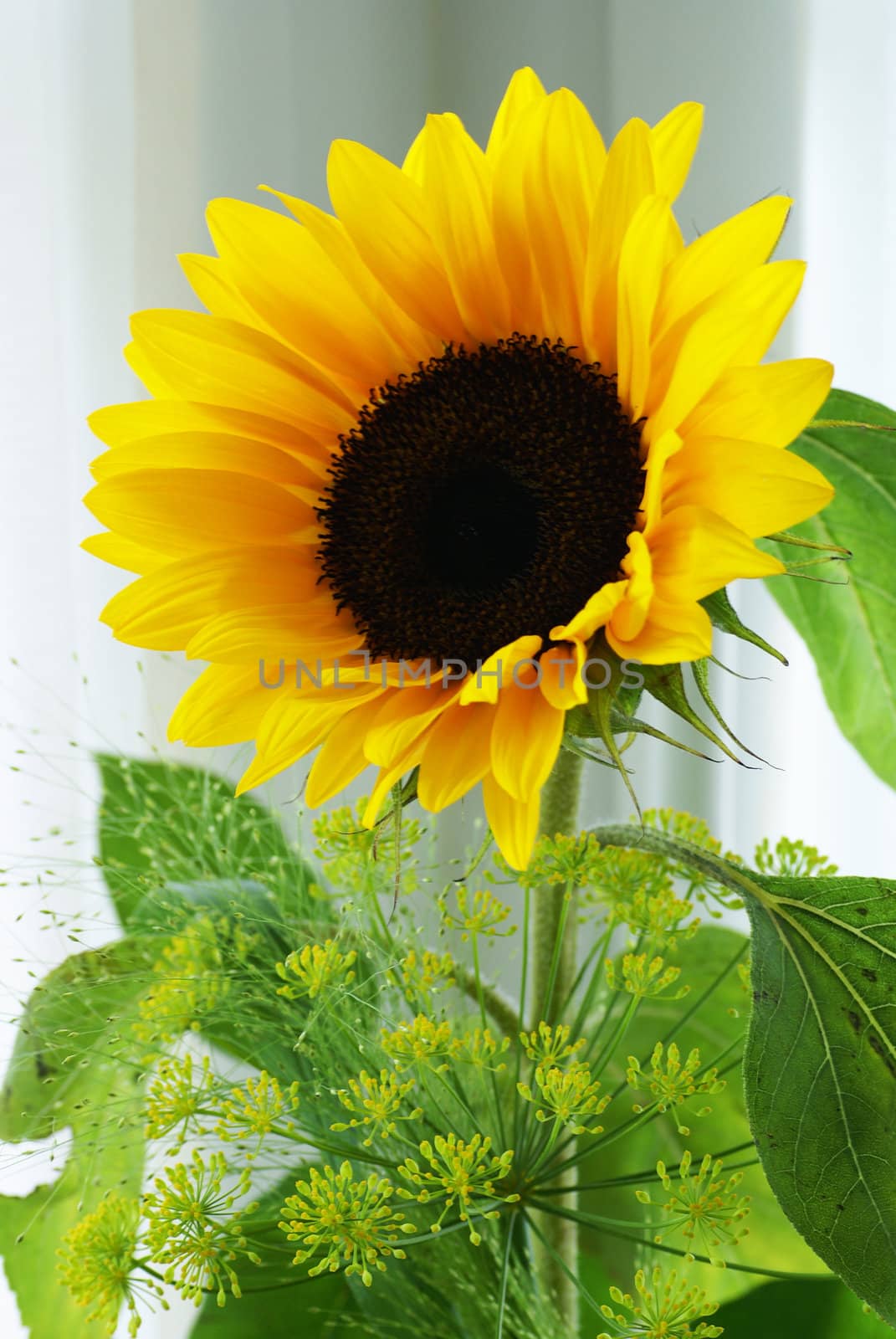 Close up of a sunflower.