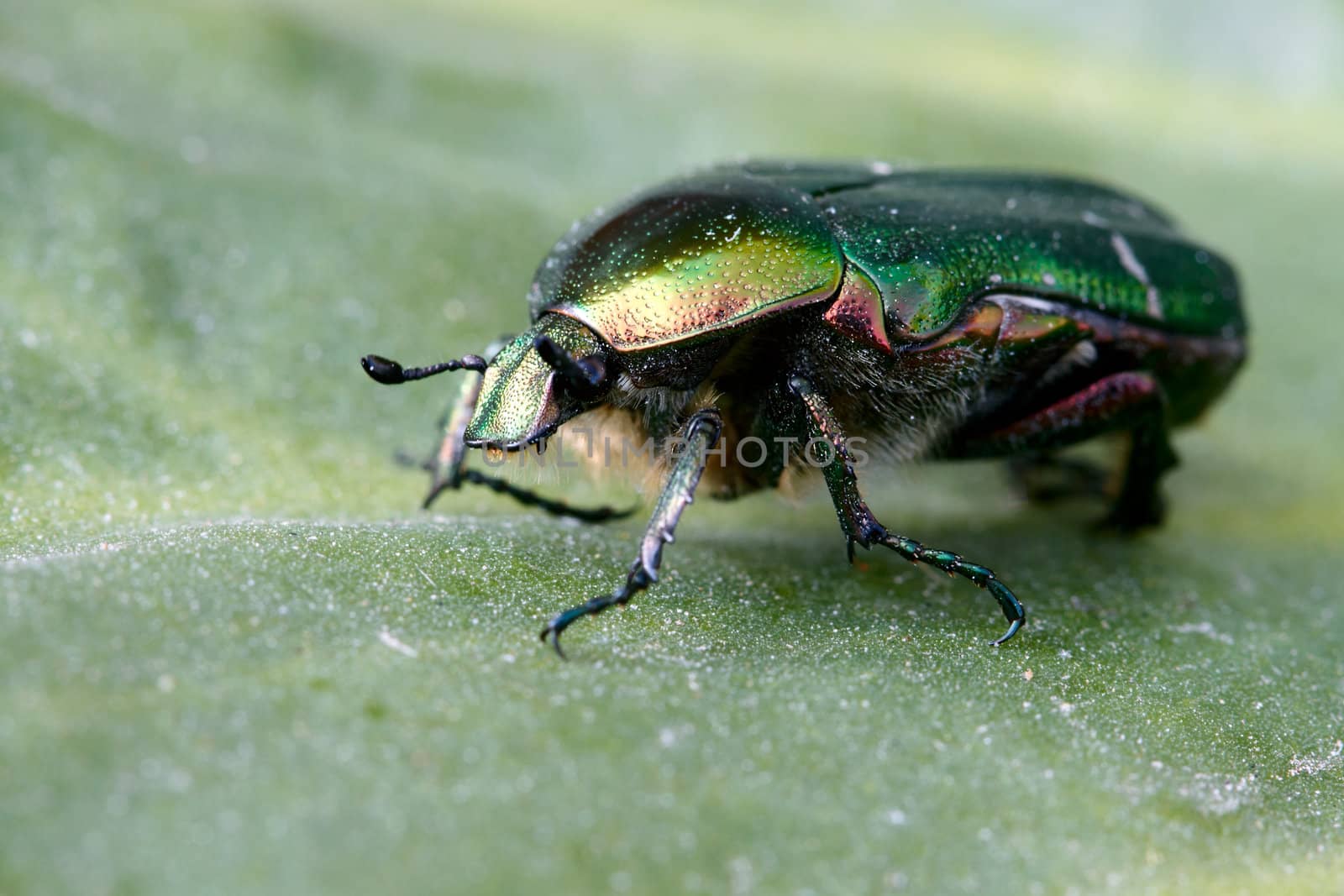 Vivid macro shot of a Lithuanian beetle on a leaf that it has been eating.