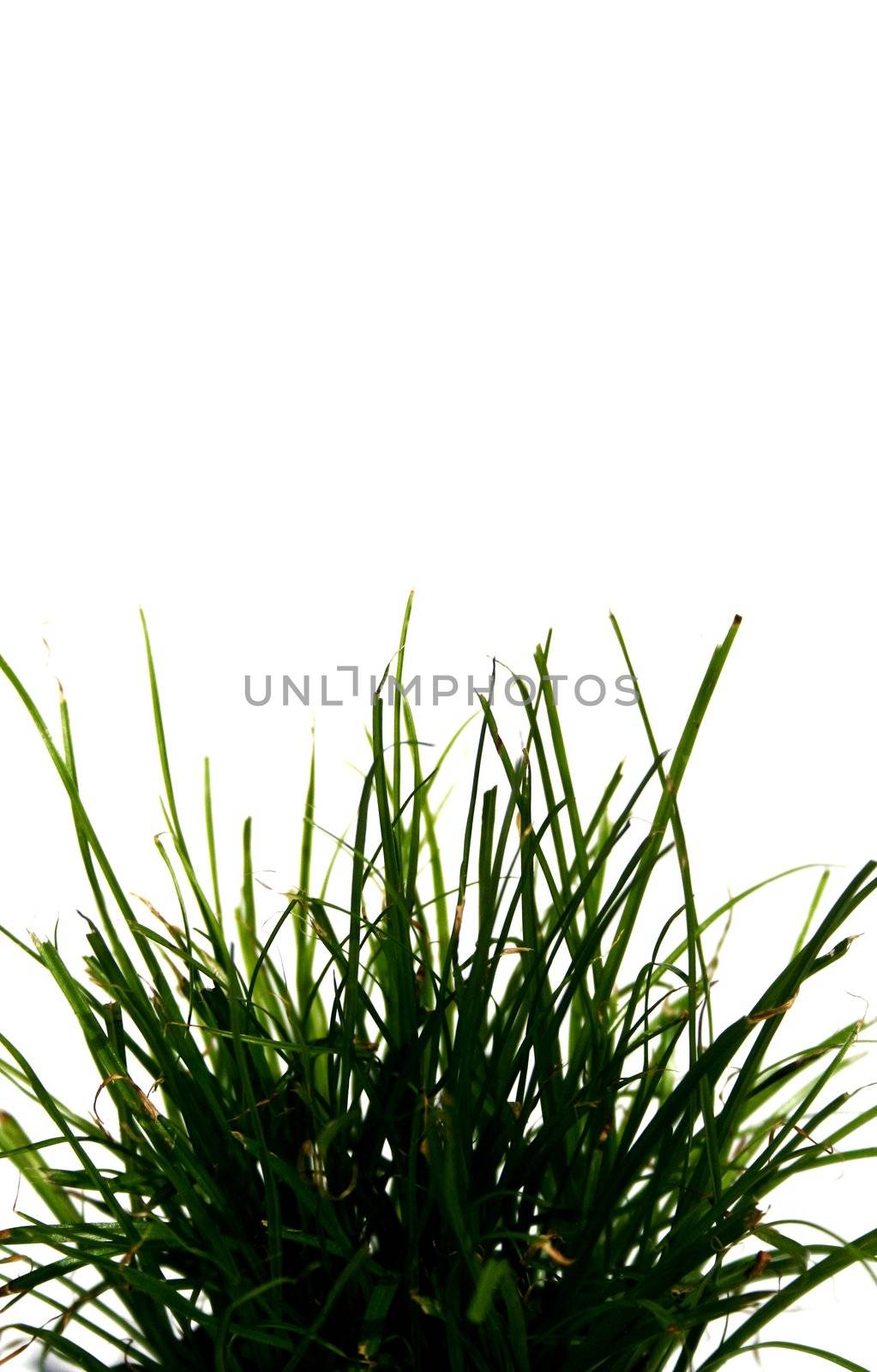 White background with herbs