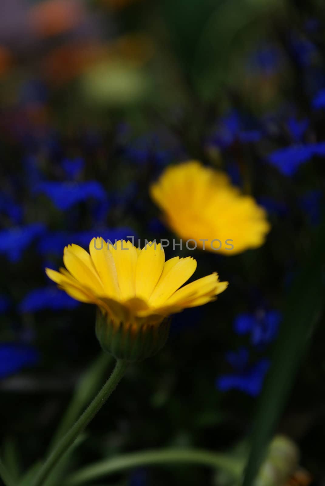 yellow calendula with little blue flowers on the background
