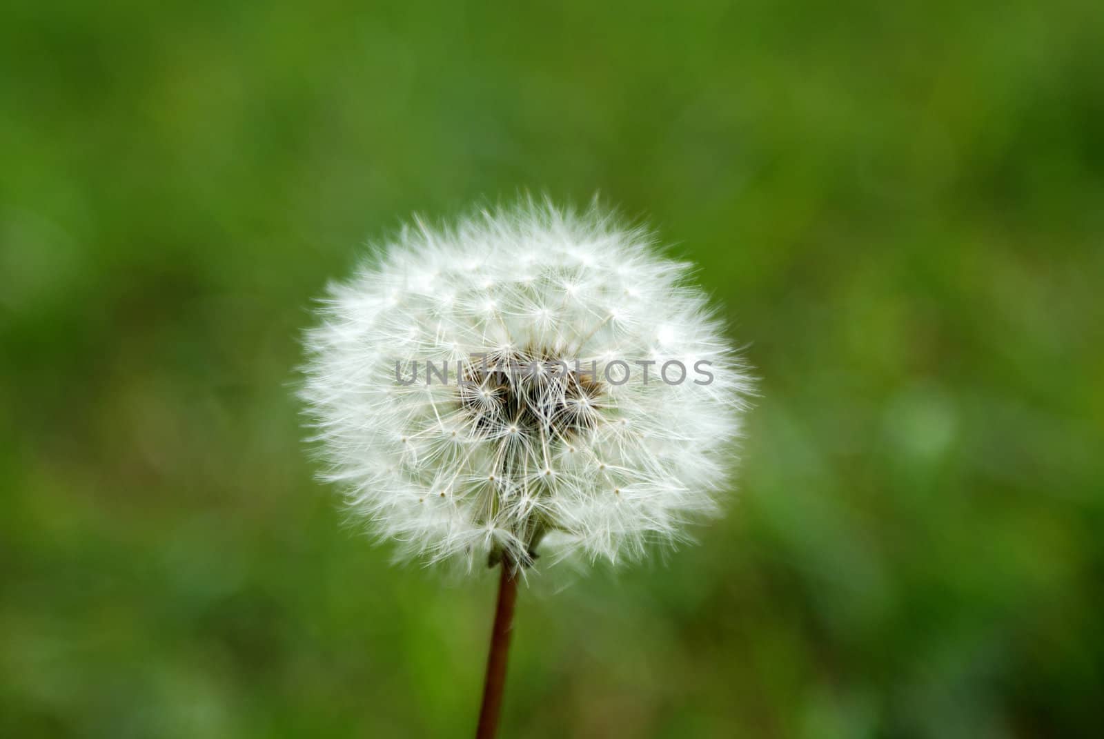 white dandelion feather in the end of summer