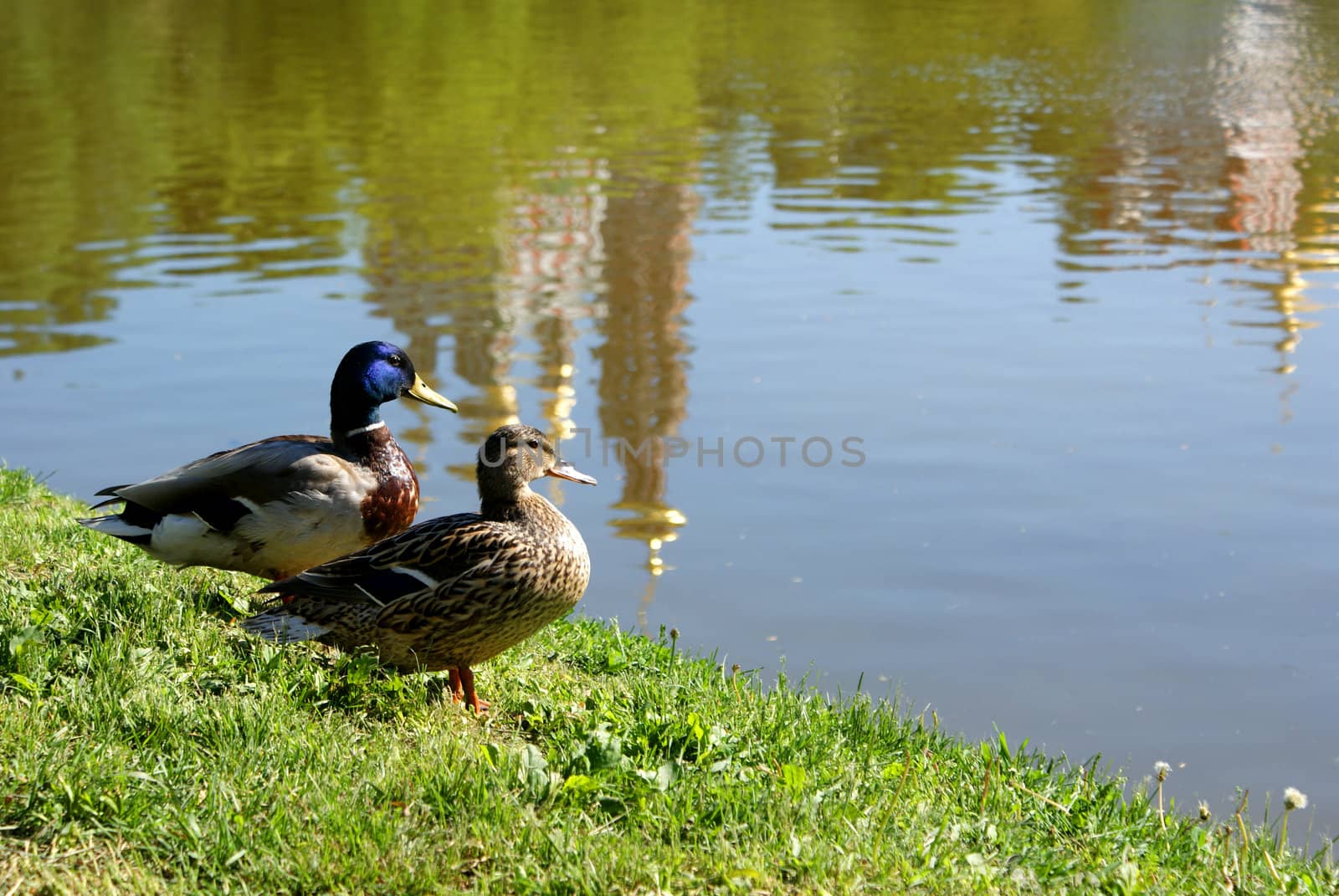 duck family by Katchen