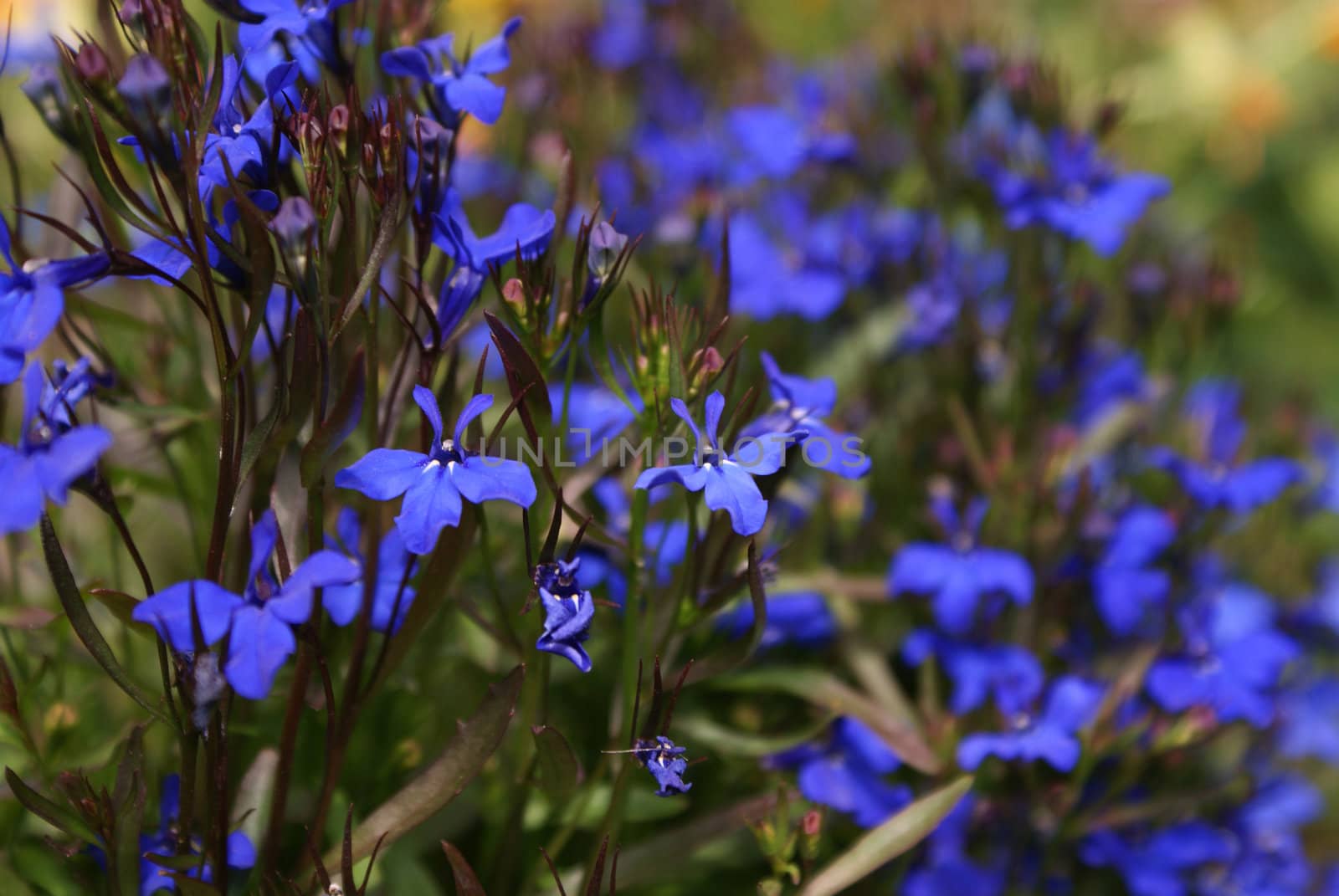 Blue lobelia blossoming in the summer garden