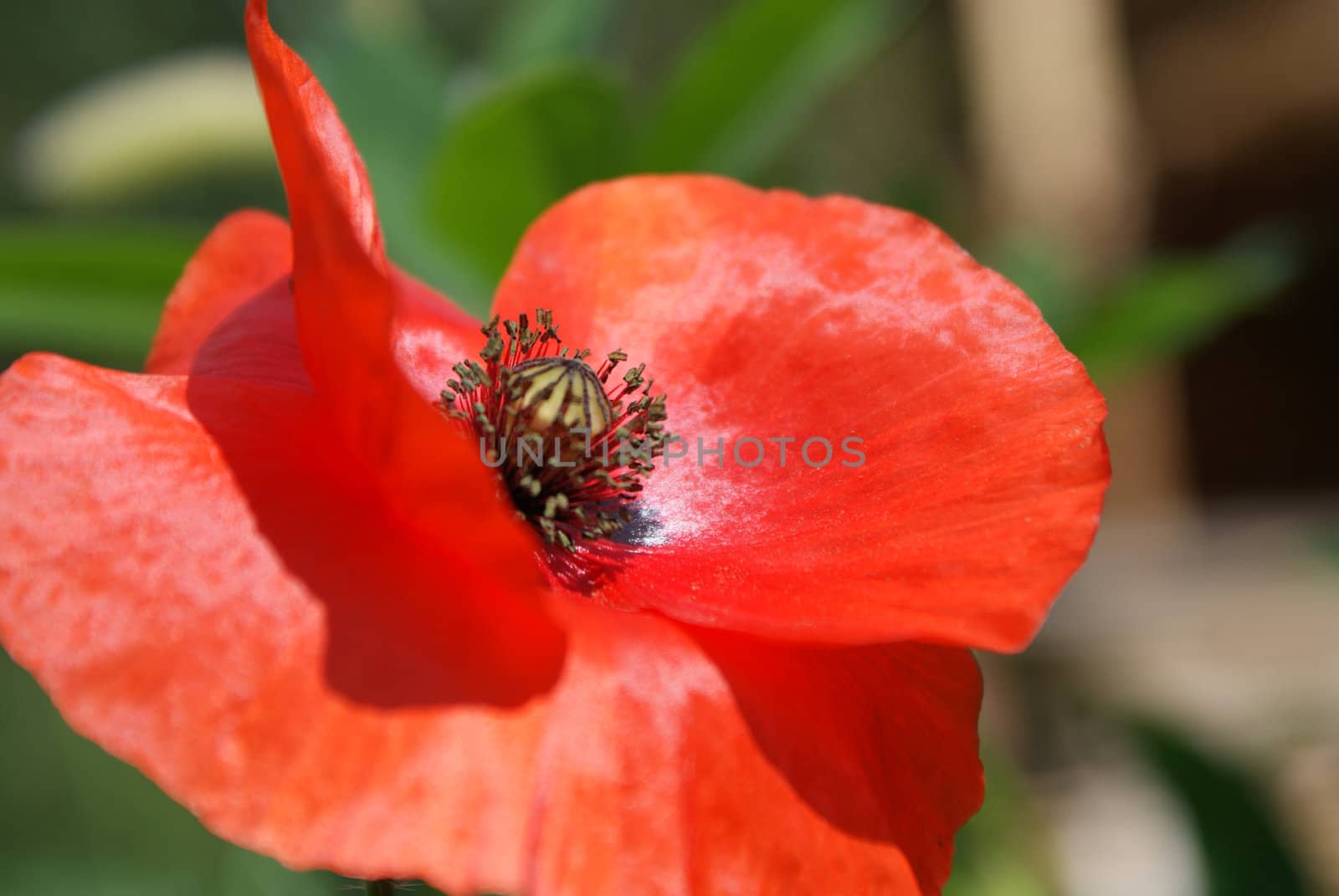 Blossoming flower of red garden papaver