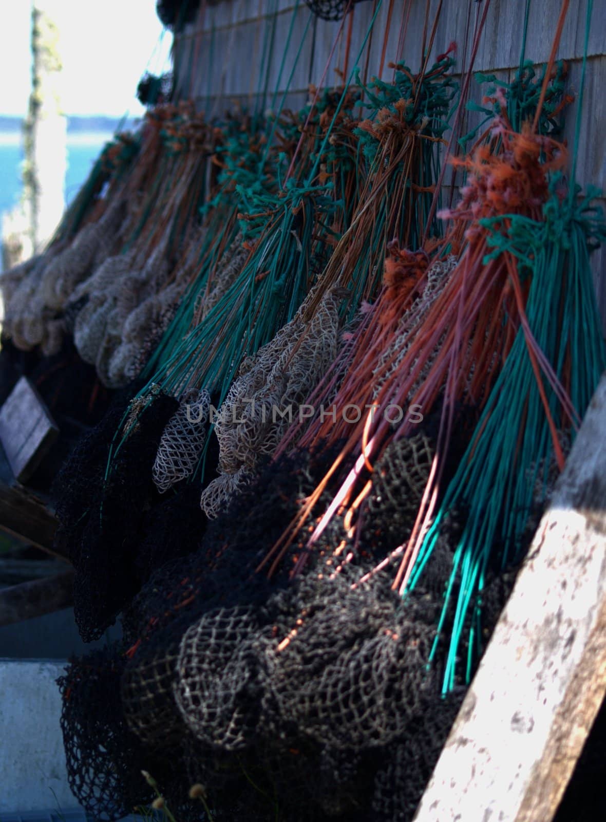 Fisherman's lobster bait pockets hung and ready for the season