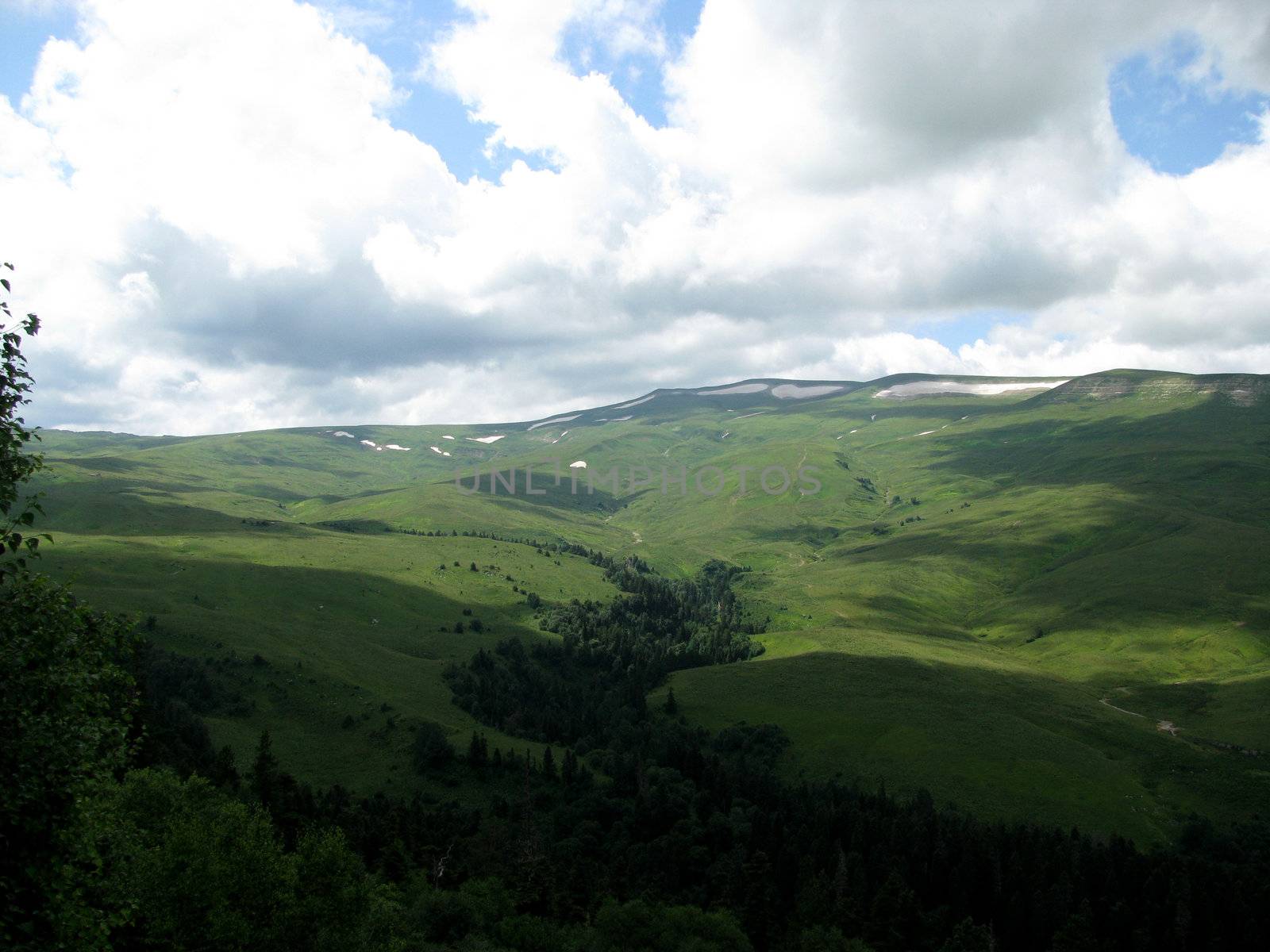 vegetation, plants, highlands, reserve, summer, forest, greens, pine, flowers, herbs, fir, pine