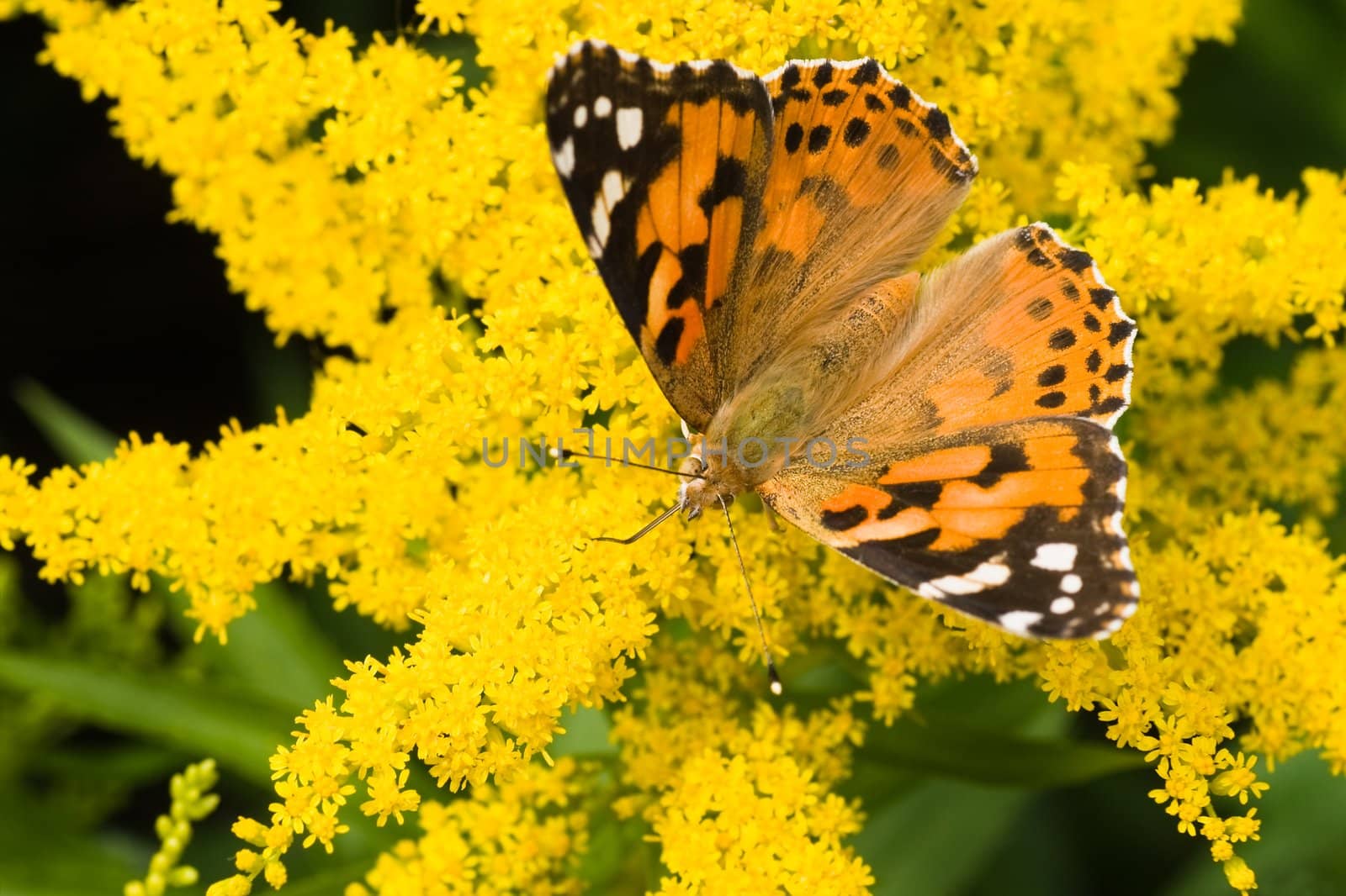 Butterfly Painted Lady getting nectar from yellow solidago flowers 