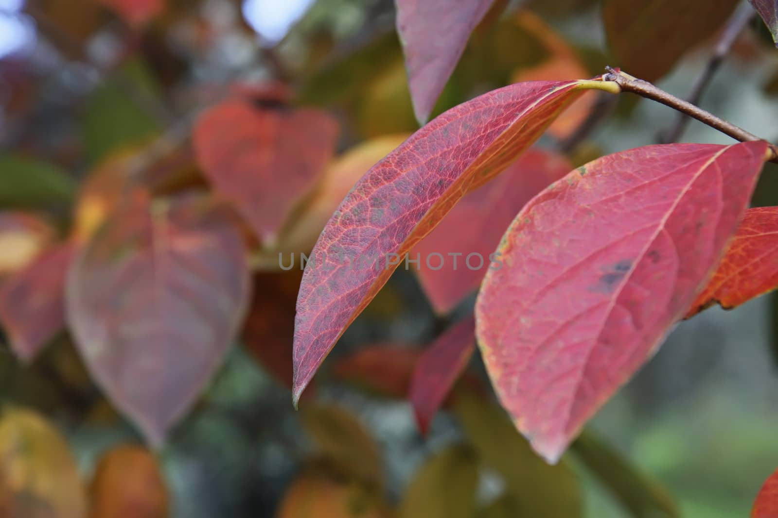 Italy, Lazio, countryside, quince tree leaves in autumn