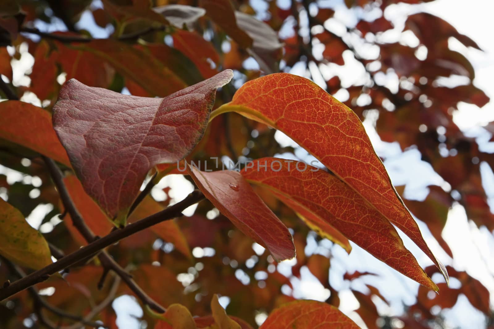 Italy, Lazio, countryside, quince tree leaves in autumn