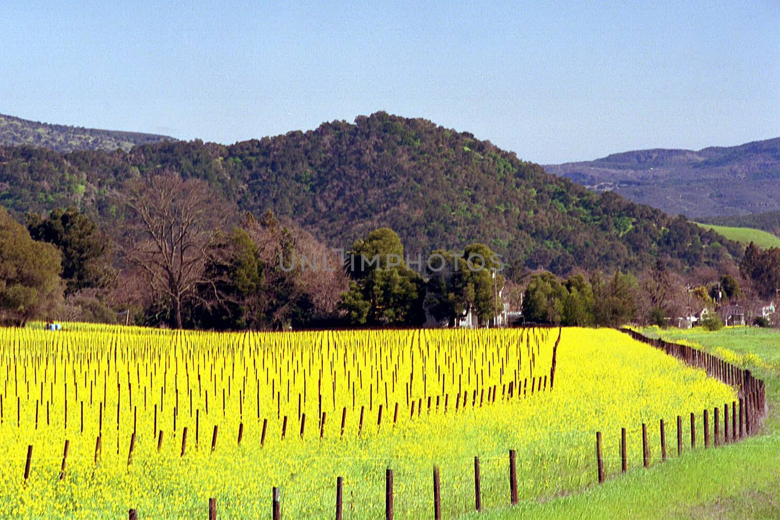 vineyard with mustard in bloom