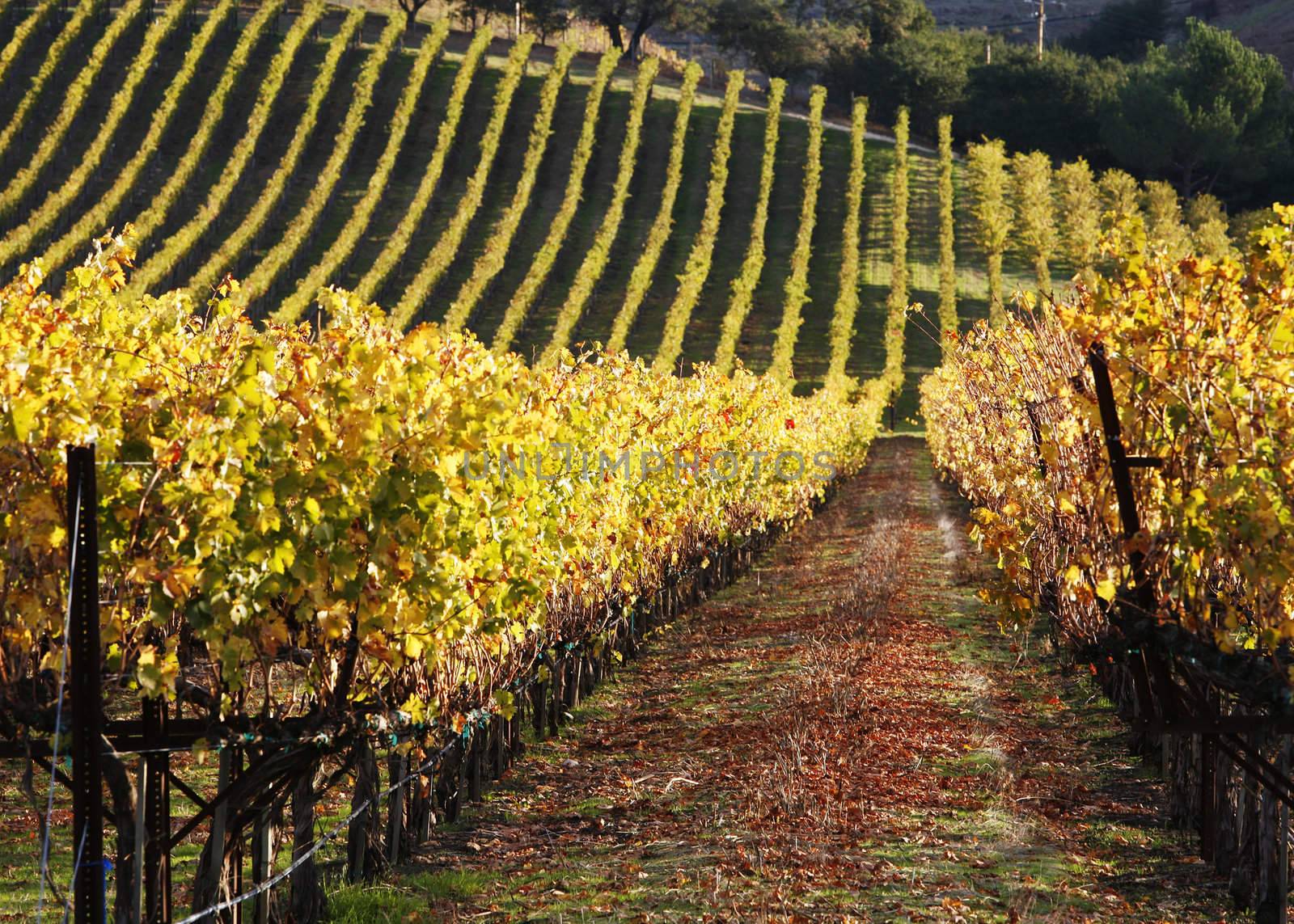 Napa Valley Vineyard in the Fall by mwoconnor